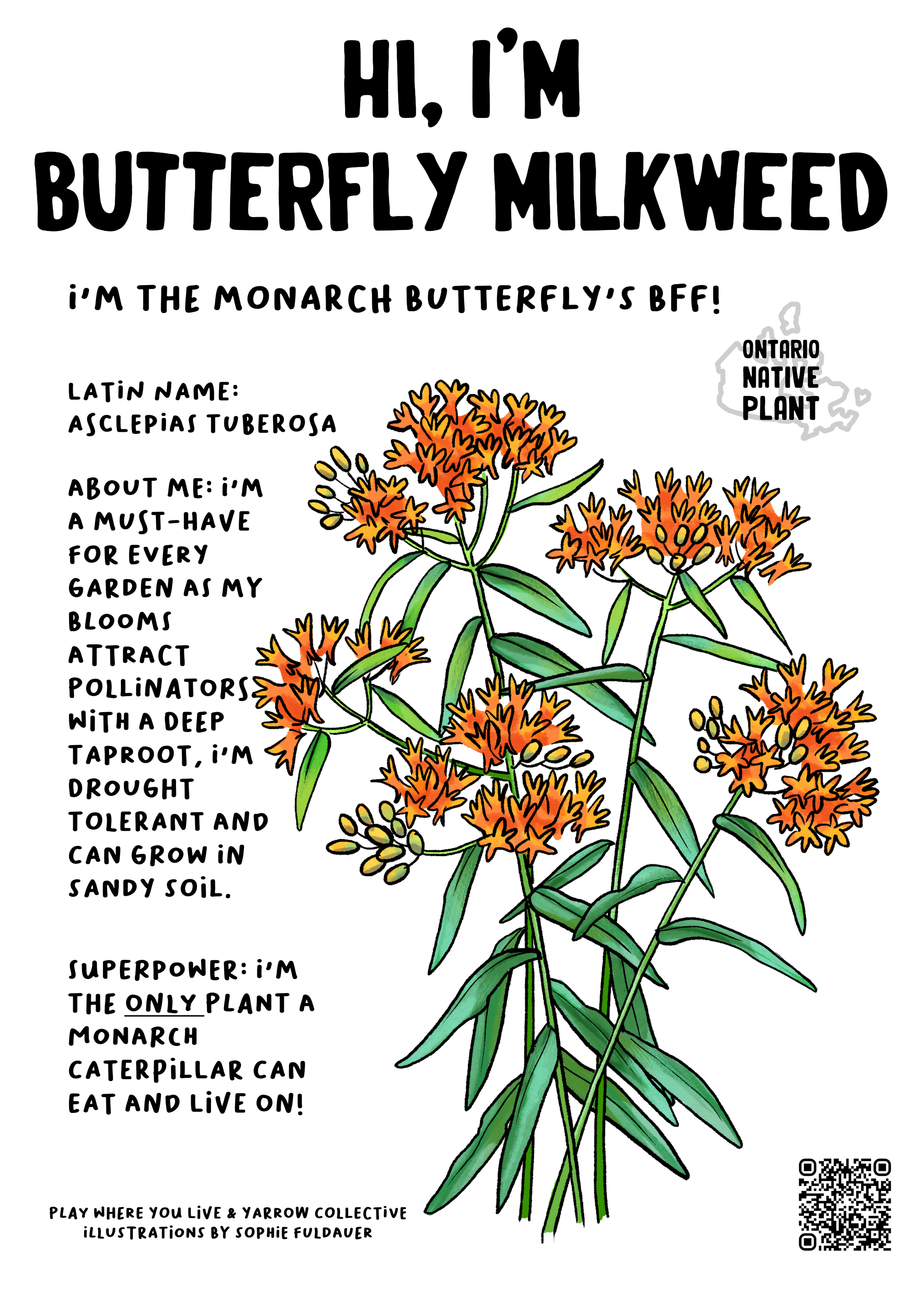 Plant Card Illustrations by Sophie Fuldauer