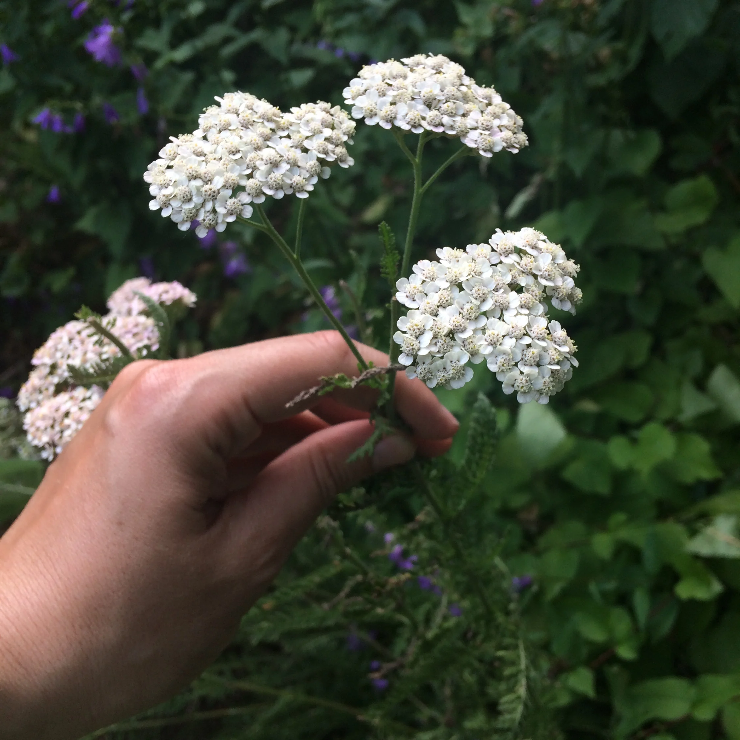 yarrow-smell.png