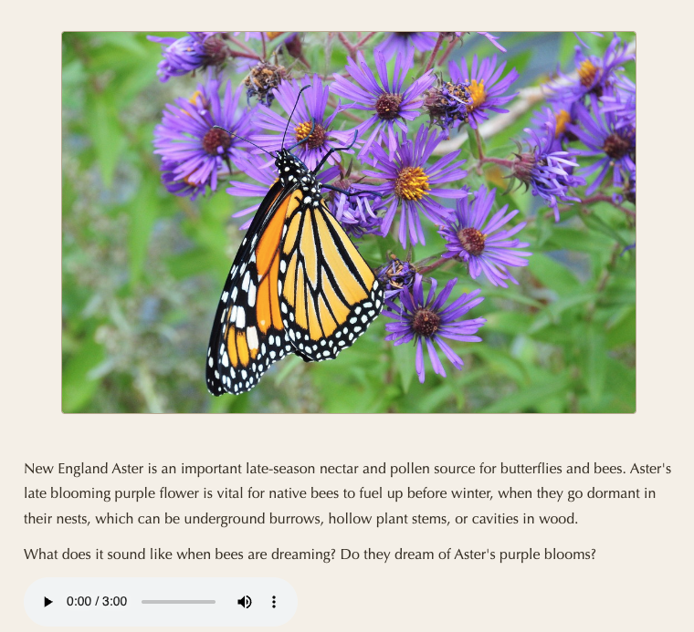 aster.png