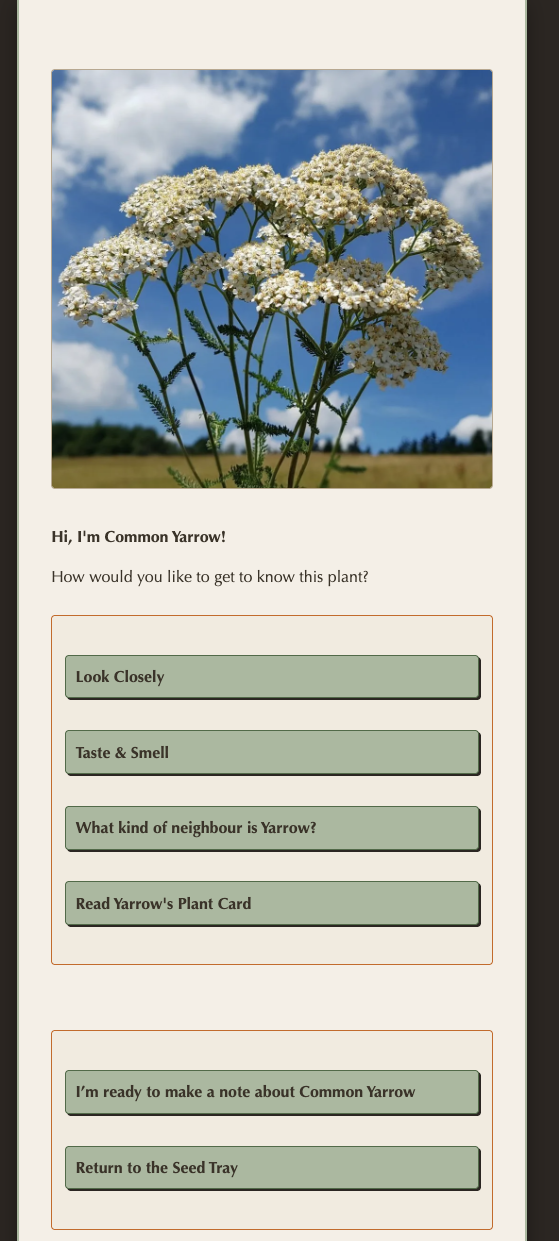 yarrow.png