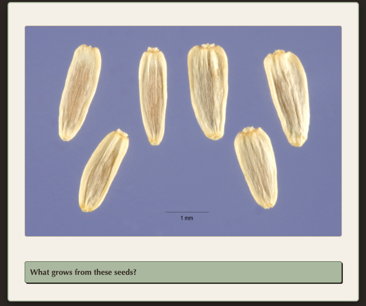 seeds.png