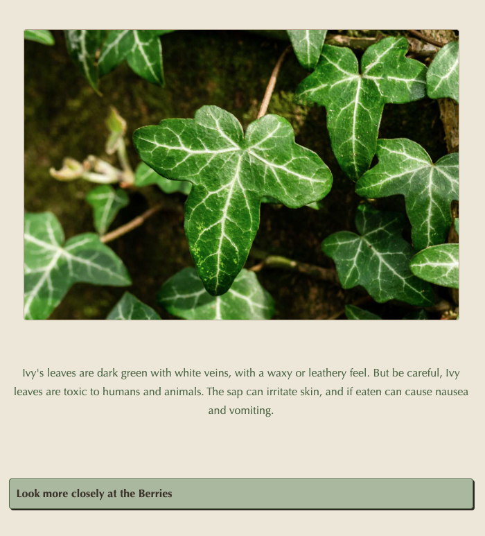 Ivy.png