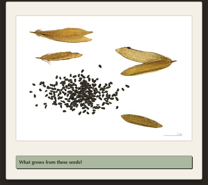 seeds2.png