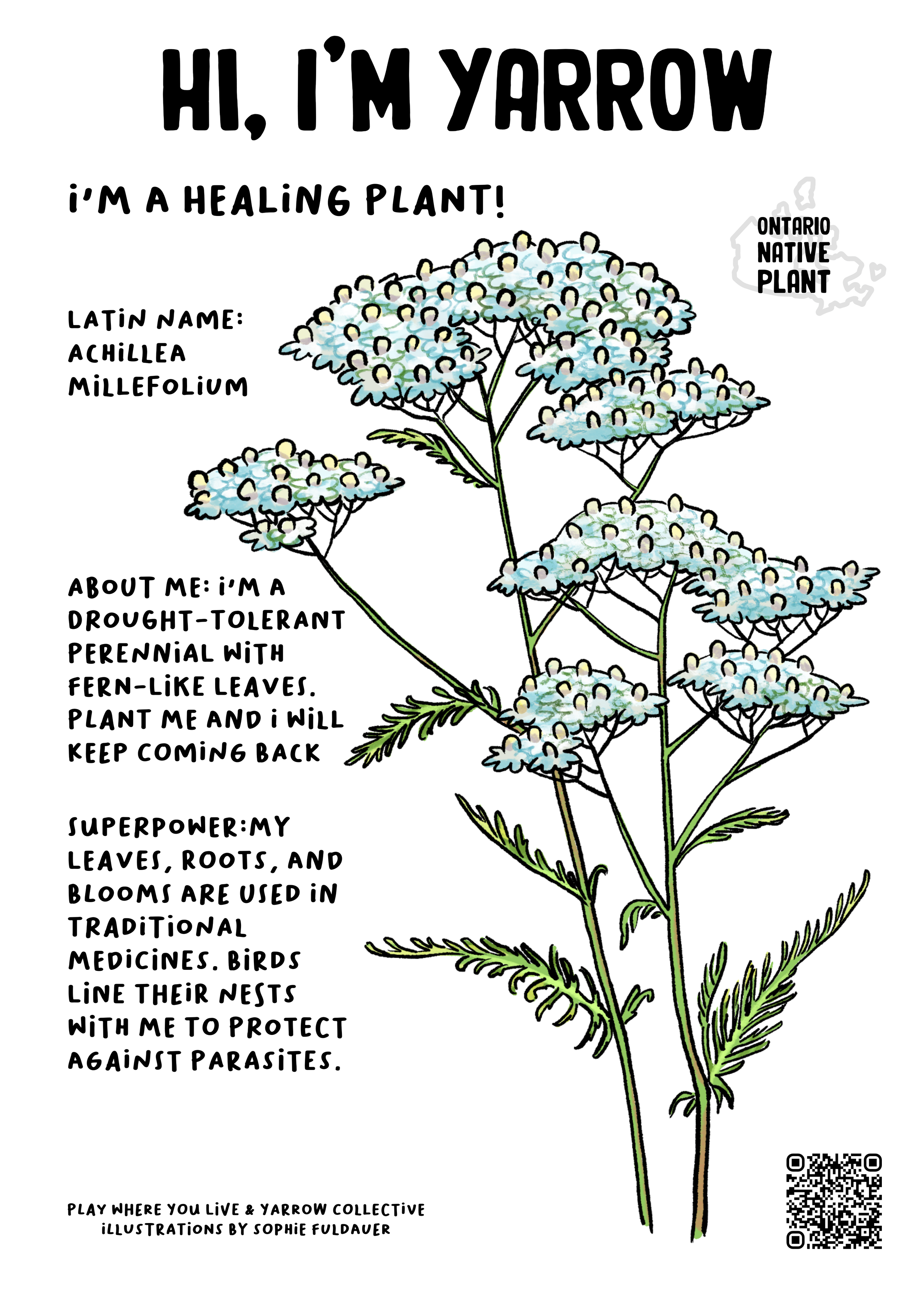 Plant Card Illustrations by Sophie Fuldauer