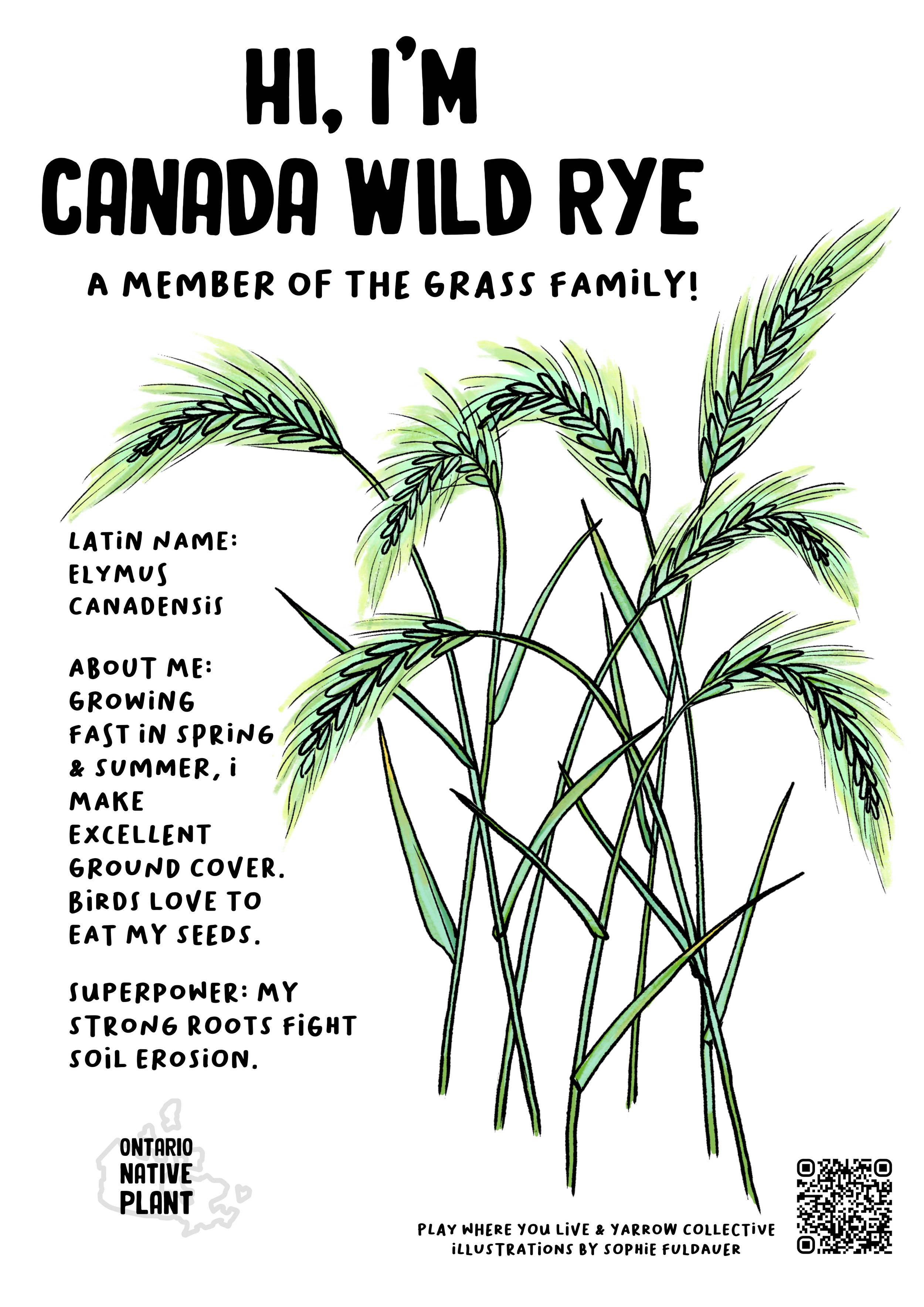 Plant Card Illustrations by Sophie Fuldauer