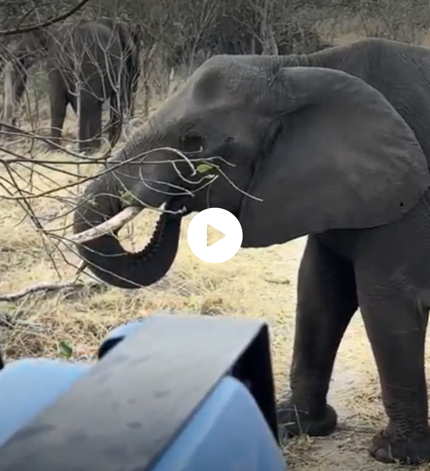 An elephant feeding on branches in natural habitat, with another elephant visible in the background.