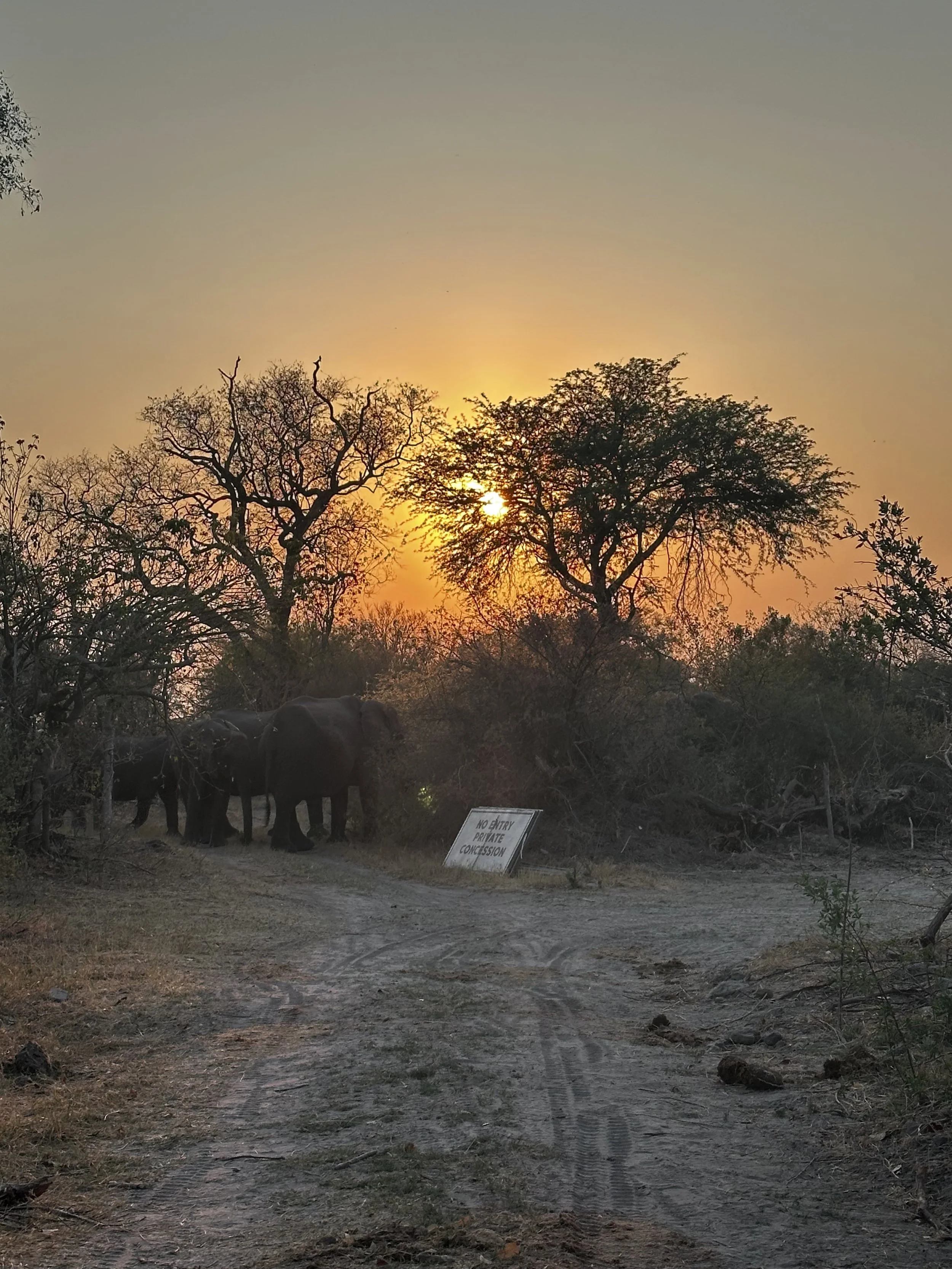 Sun setting behind trees in a dry landscape, with elephants near a sign that reads 'No Entry Private Conversion'.