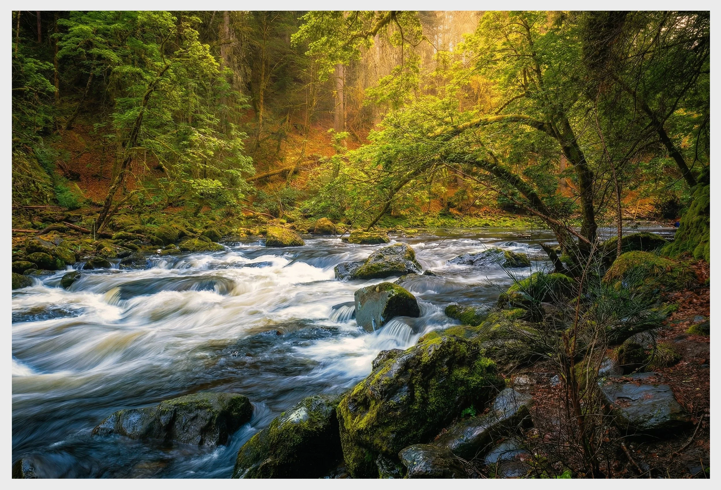 Tay Forest Park - Scotland.JPG