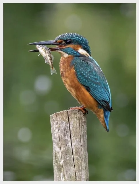 Kingfisher Catch Of The Day - Brandon Marsh.JPG