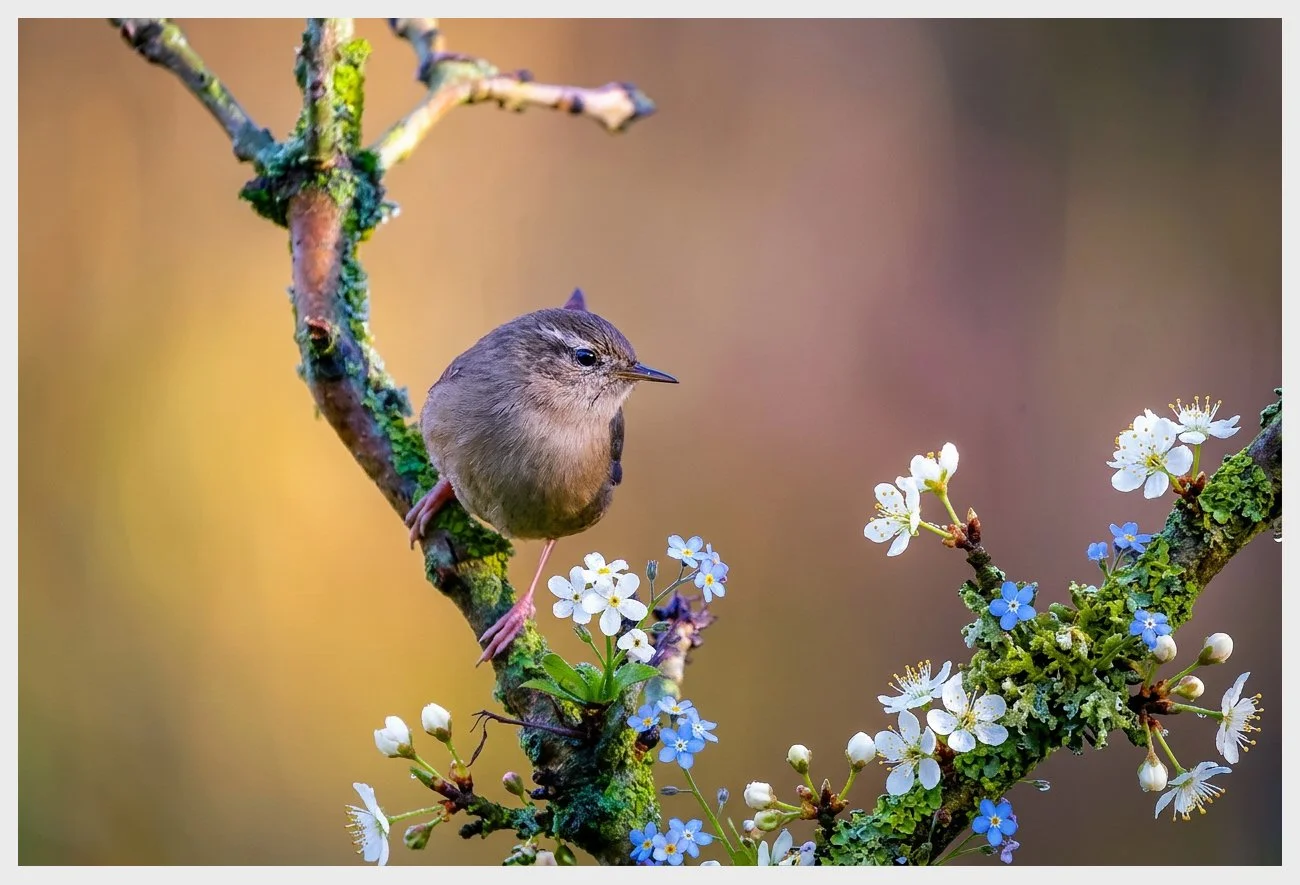 Wren Amongst Foliage - Brandon Marsh.JPG