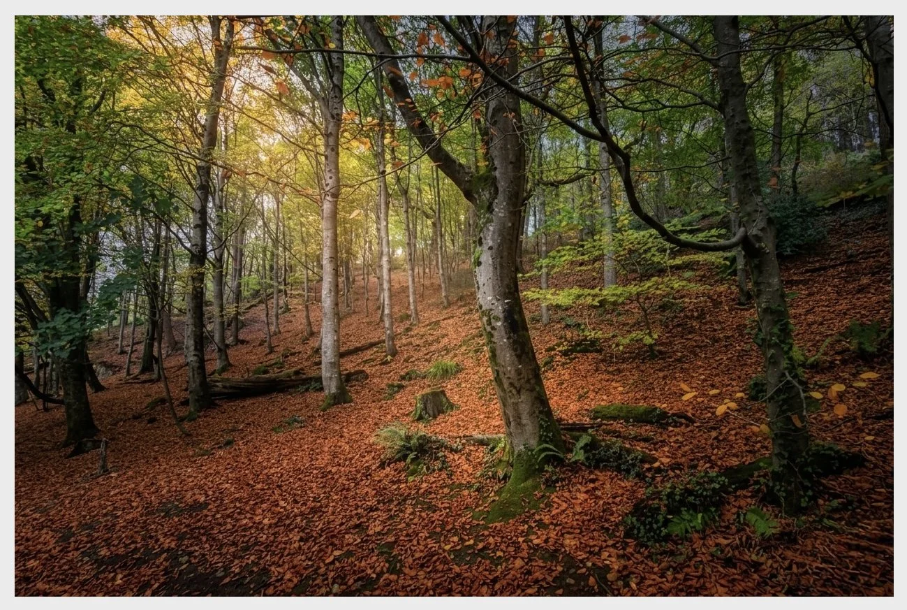 Dingle Nature Reserve - Wales.JPG