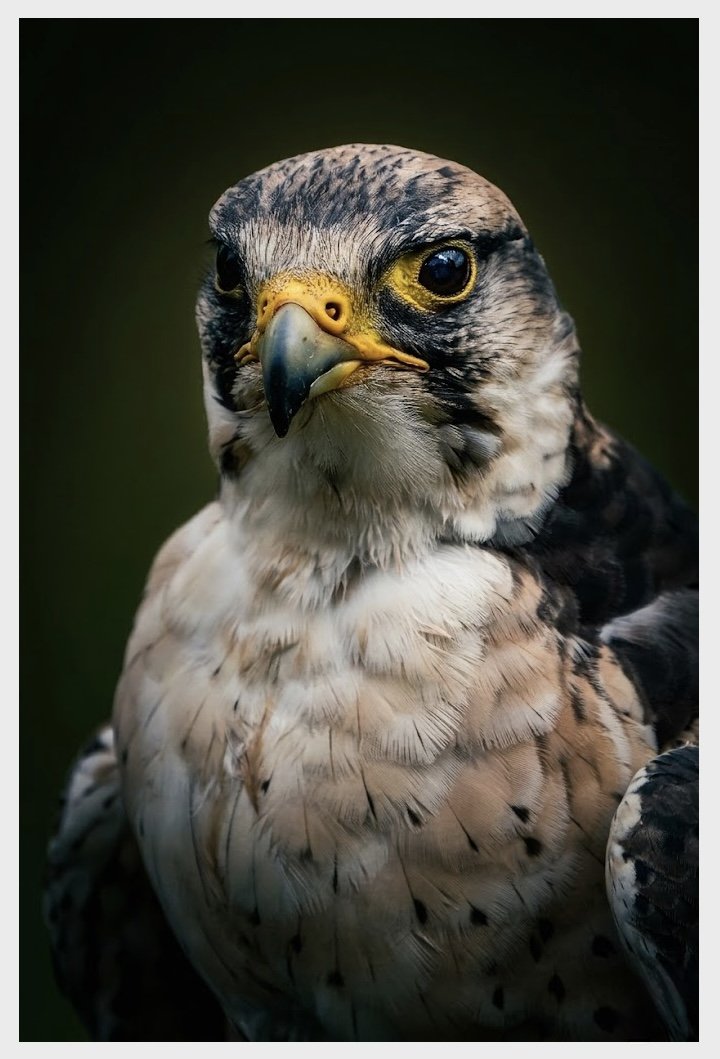 Peregrine Falcon Portrait - Muncaster Castle.jpg