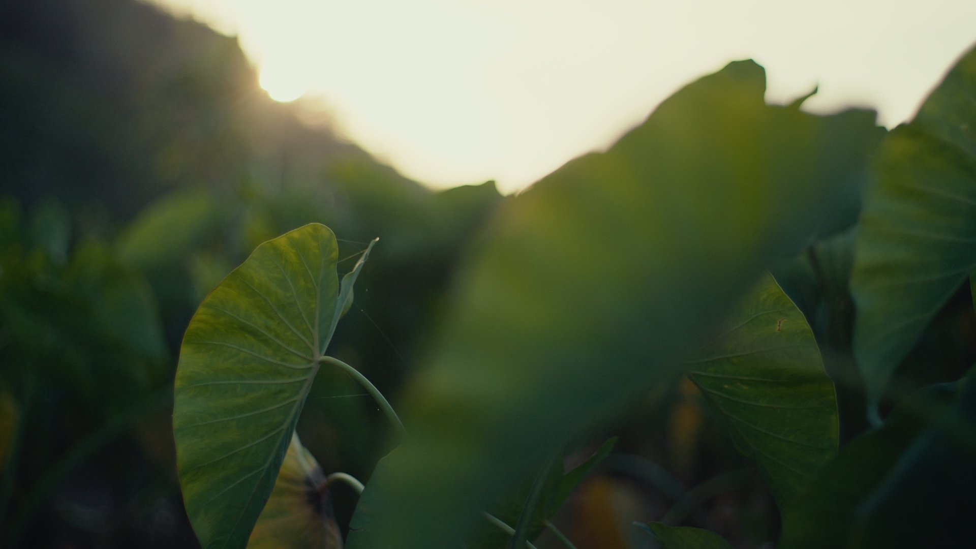 Hula Graded Clips_01_06_31_02.jpg