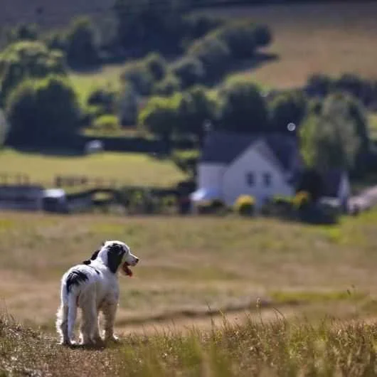 A black and white dog standing on grassy terrain with a landscape of homes and trees in the background.