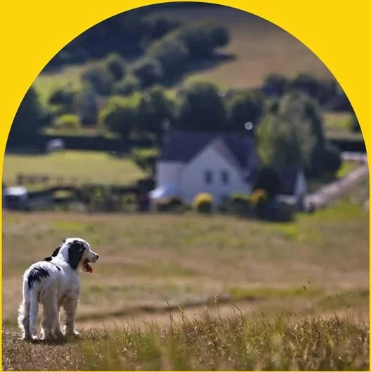 A black and white dog standing on a grassy hill with a blurred rural landscape in the background, including houses and trees.