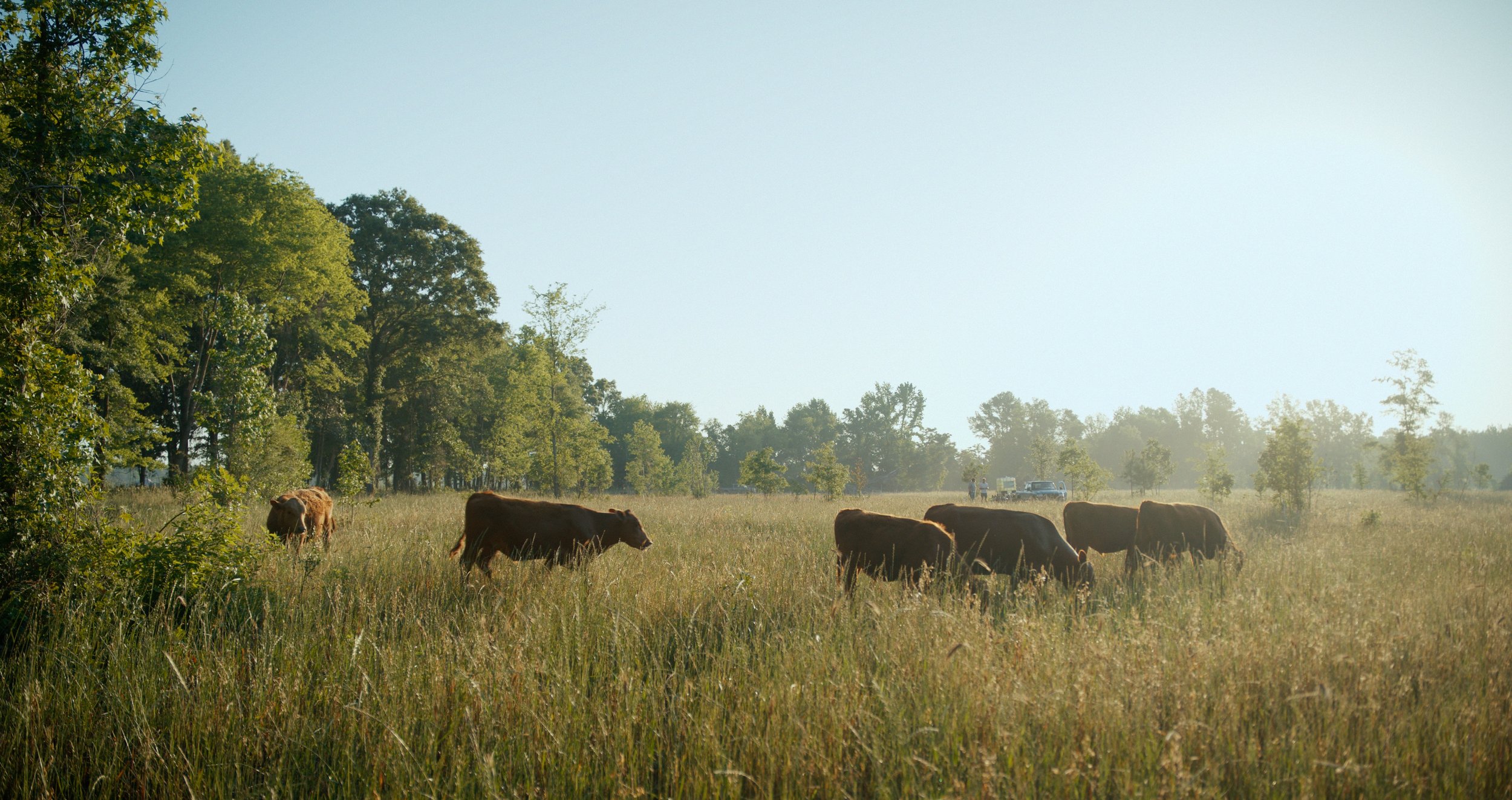 Cows grazing in a grassy field with trees in the background, under a clear sky.