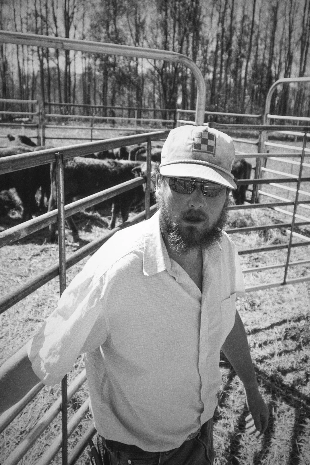 A man with a beard wearing sunglasses, a cap, and a light-colored button-up shirt standing outdoors next to a metal fence with cows in the background.