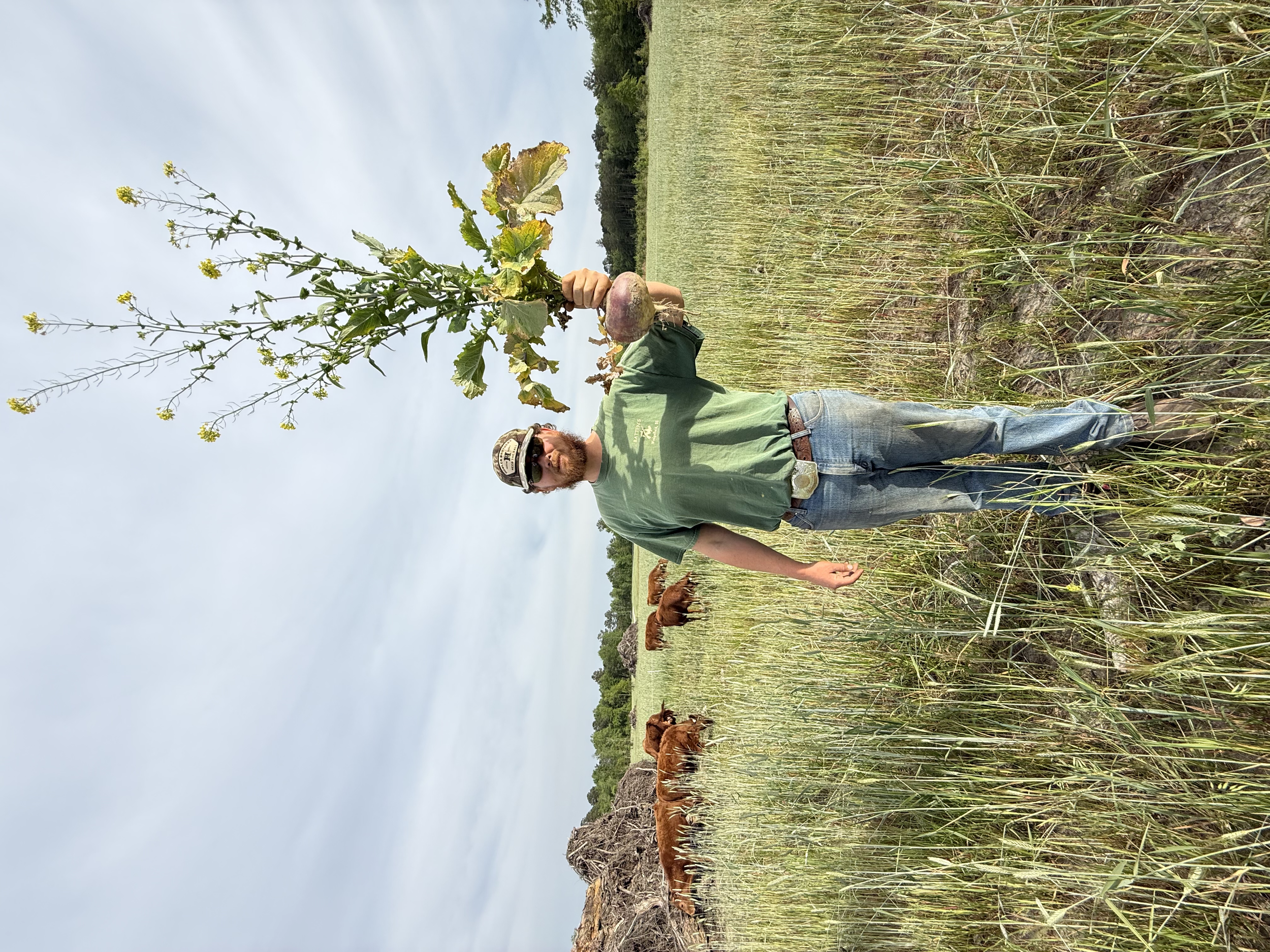A man with a beard, wearing sunglasses, a green t-shirt, and jeans, holding a large weed plant in a field of tall grass or crops, with brown cows grazing in the background under an overcast sky.