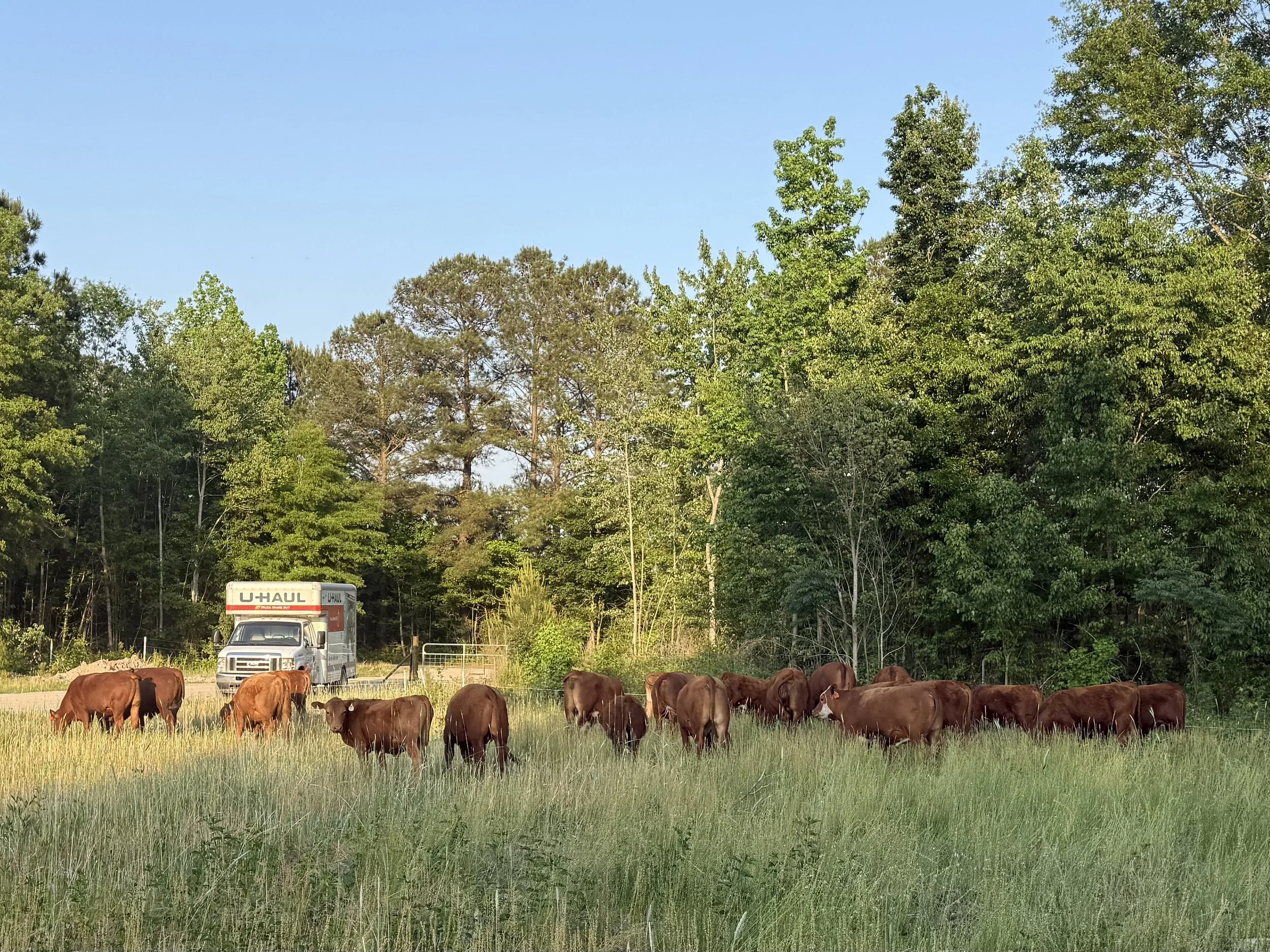 Cows grazing on grass near a U-Haul truck with a wooded area in the background, under a clear blue sky.