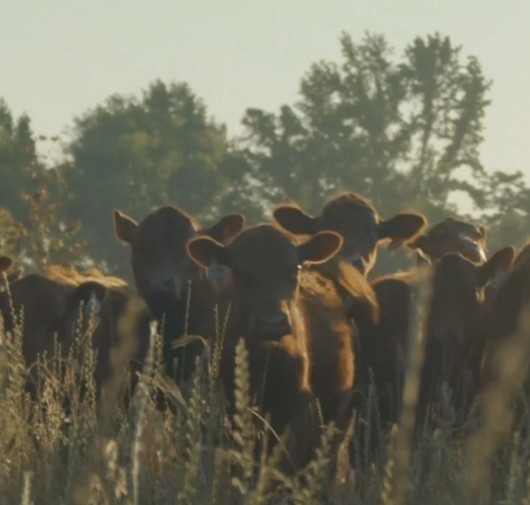 A group of brown cows standing in a field with tall grass and trees in the background during sunset.