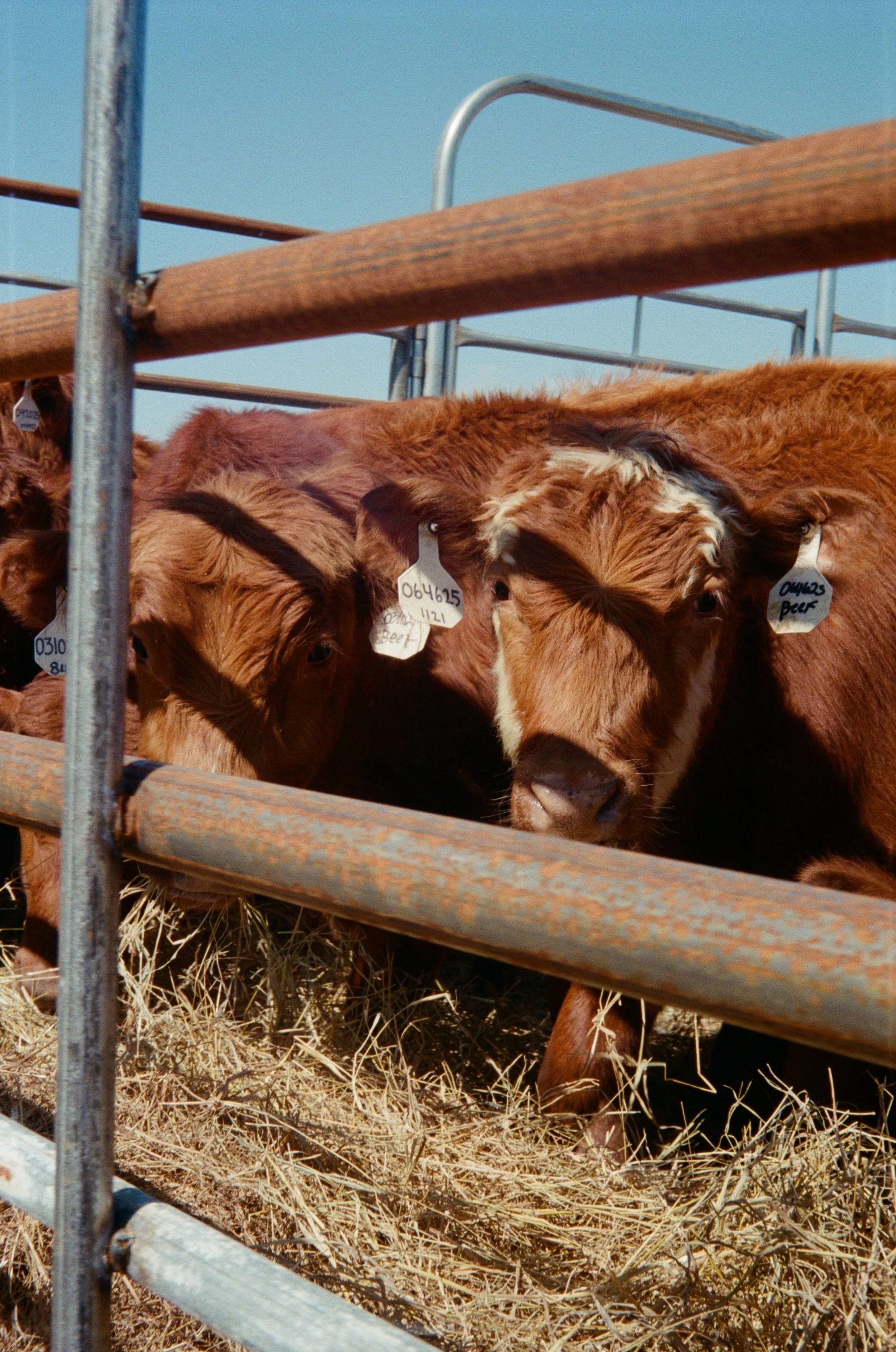 Close-up of a brown calf with tags on its ears, standing behind a metal and wood fence, on a farm with straw on the ground.