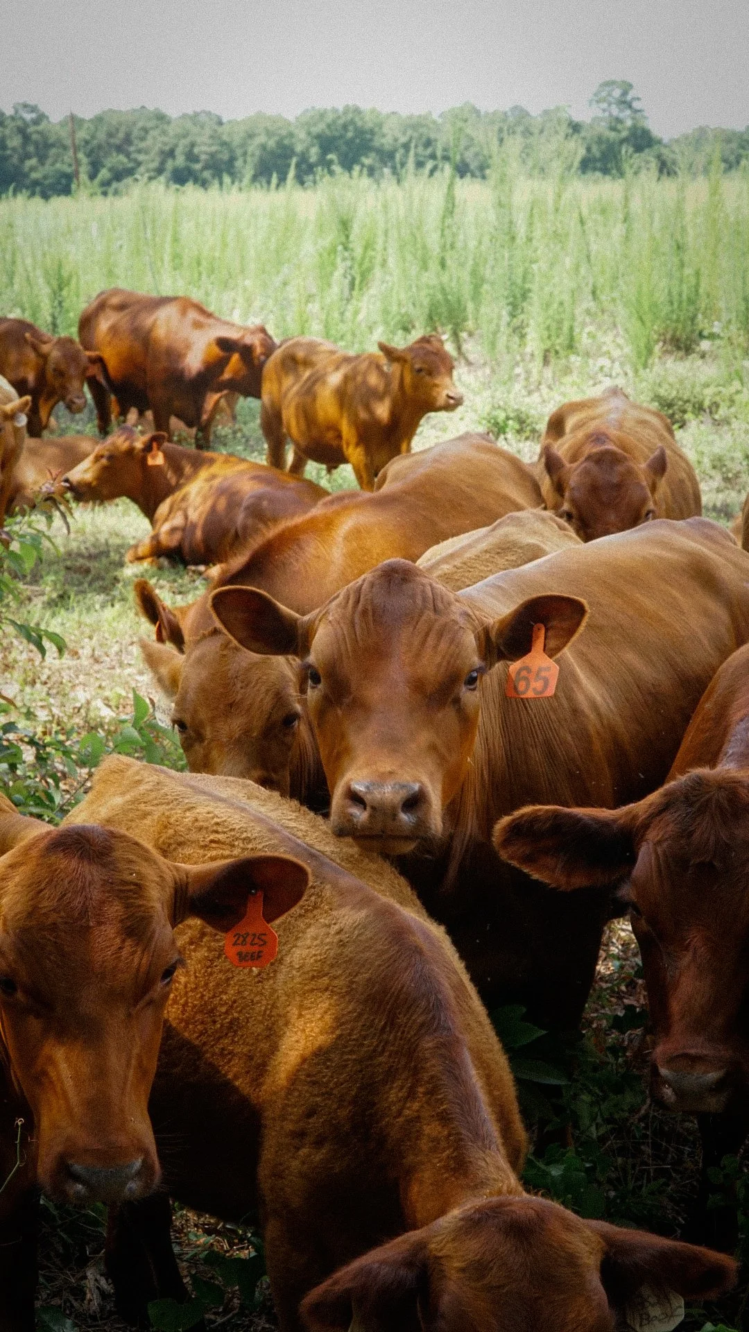 A herd of brown cows with numbered ear tags standing in a field of tall grass and plants.