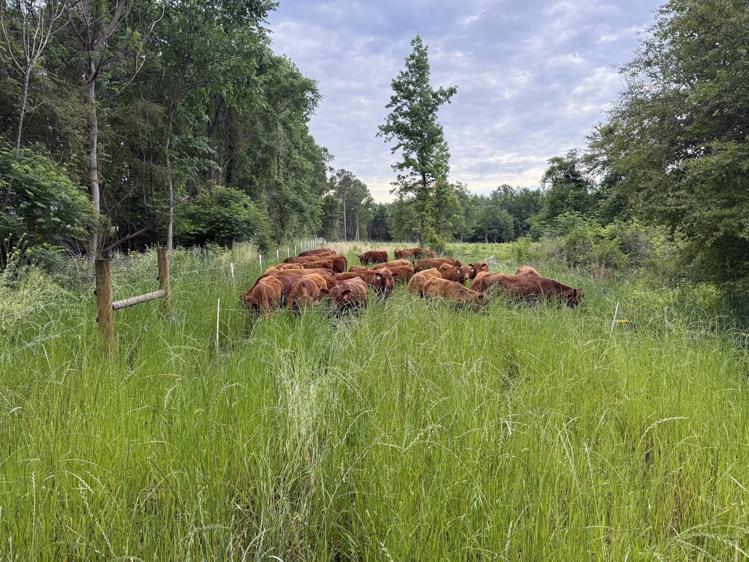 A herd of brown cows grazing on a grassy field, surrounded by lush green trees under a partly cloudy sky.