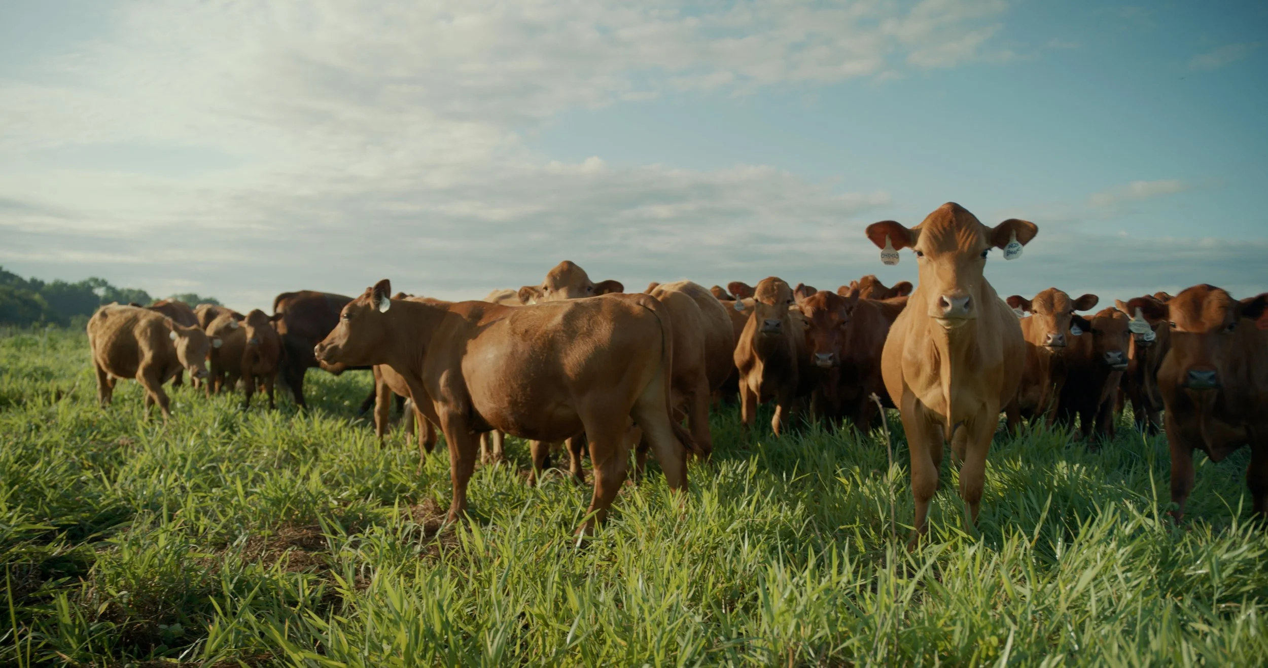 A herd of brown cows grazing on green grass under a partly cloudy sky.