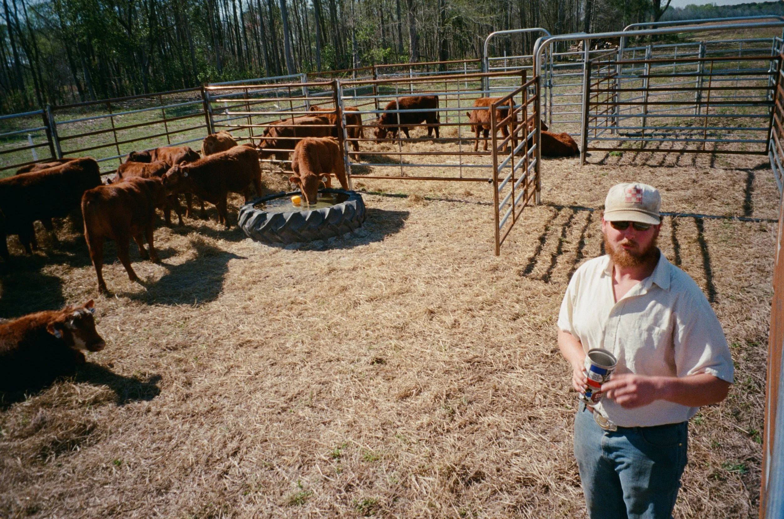 A man with a beard wearing sunglasses, a beige cap, a white shirt, and jeans holding a can, standing outside near a fenced area with brown calves grazing and resting on dry grass, with trees in the background.