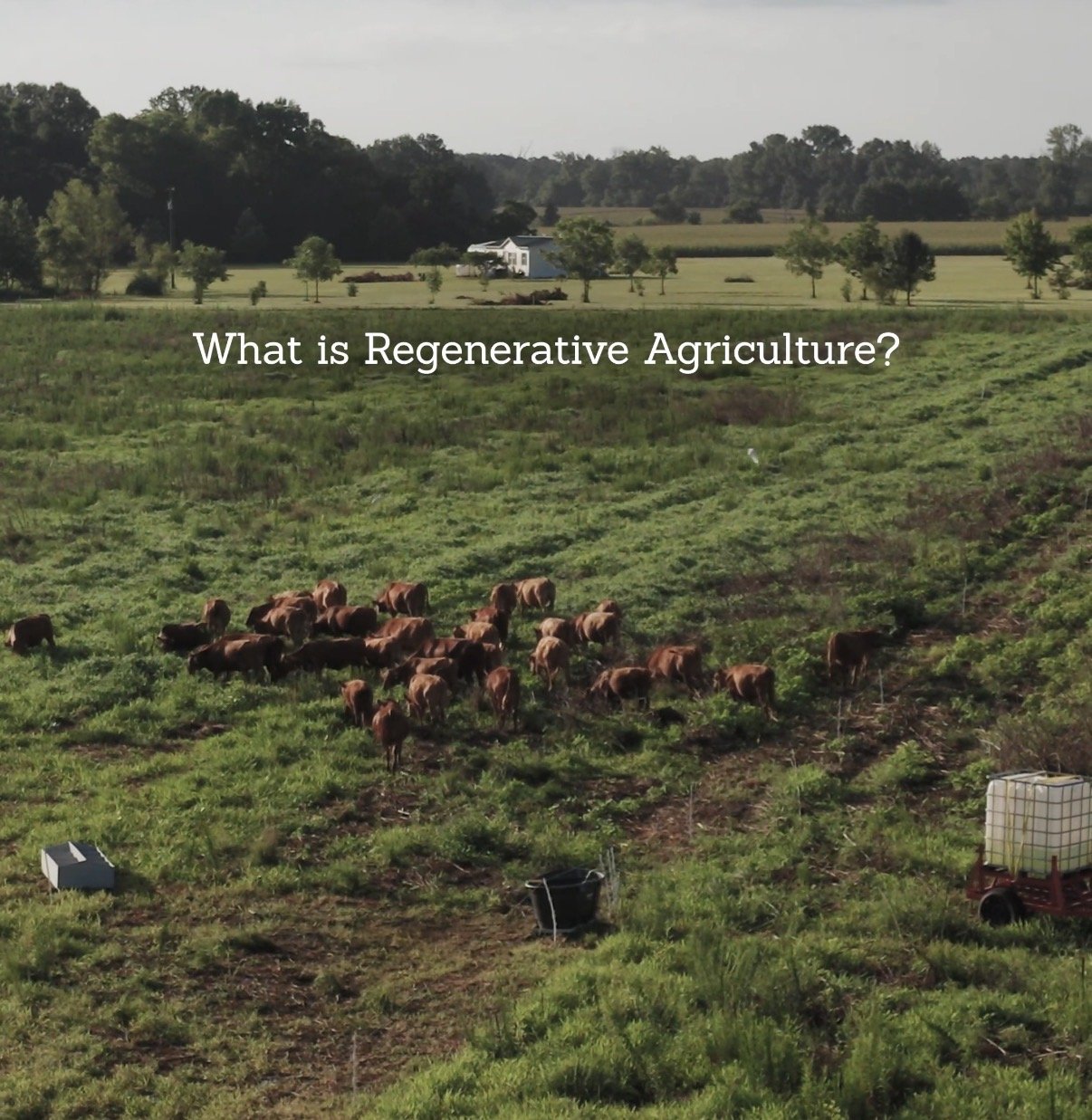 Landscape of a farm with cattle grazing on green fields, trees, and a house in the background, overlaid with the question 'What is Regenerative Agriculture?'