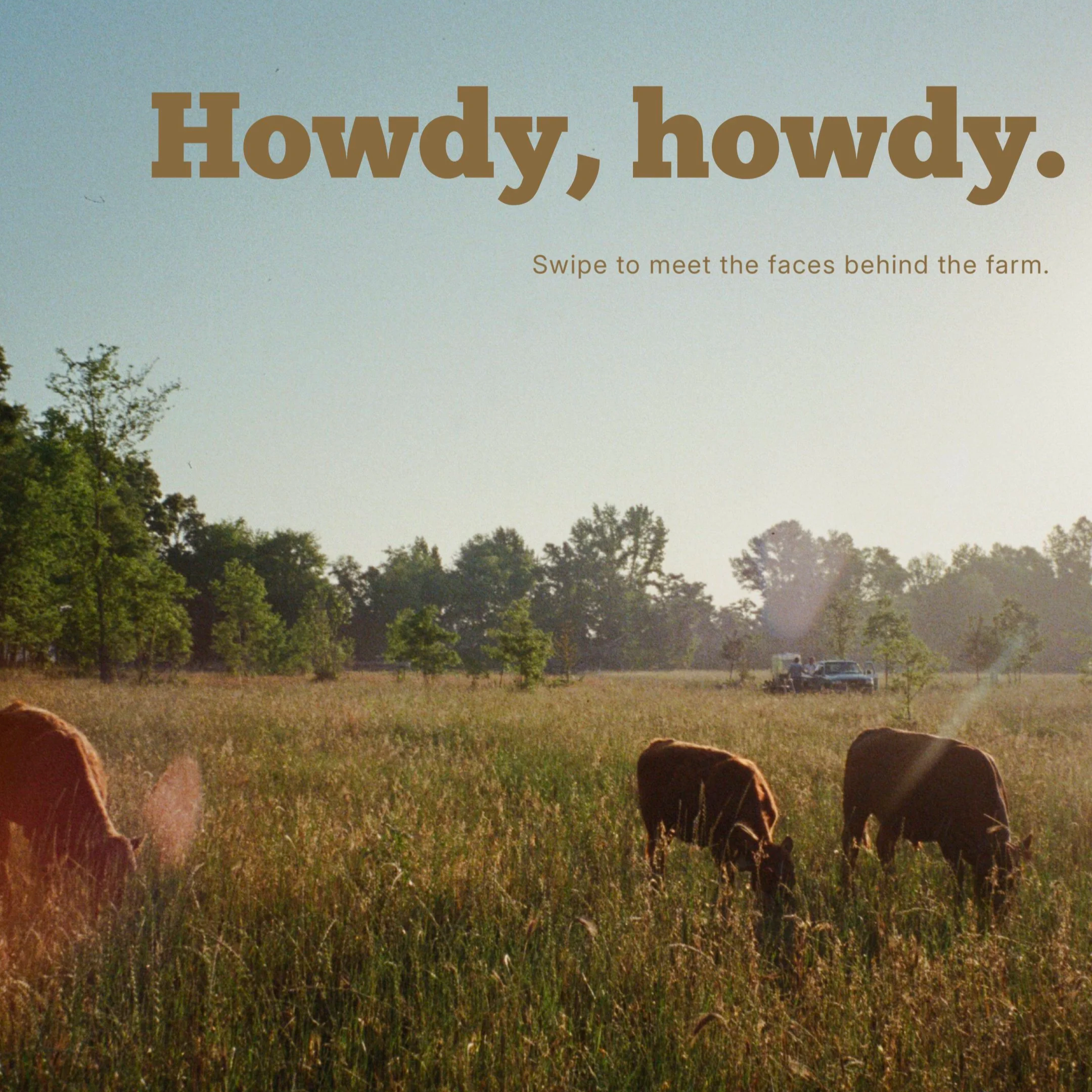 Fields with cows resting, trees, and a car on a dirt road, under a clear sky.