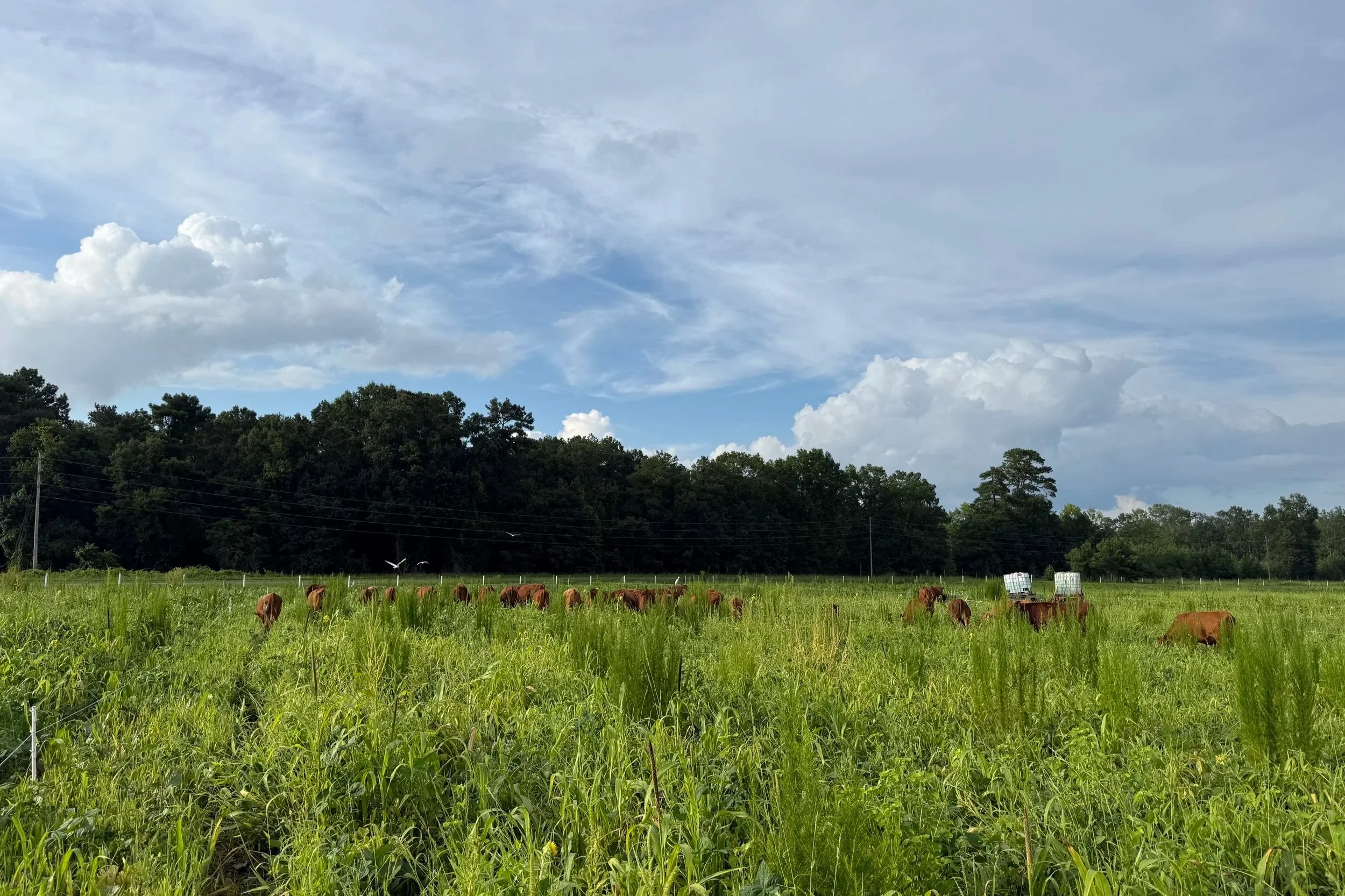 A field with tall green grass and cows grazing, with a forested hill and a cloudy sky in the background.
