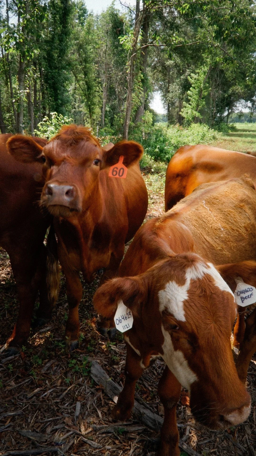 A group of cows standing on a forest floor with trees and greenery in the background.