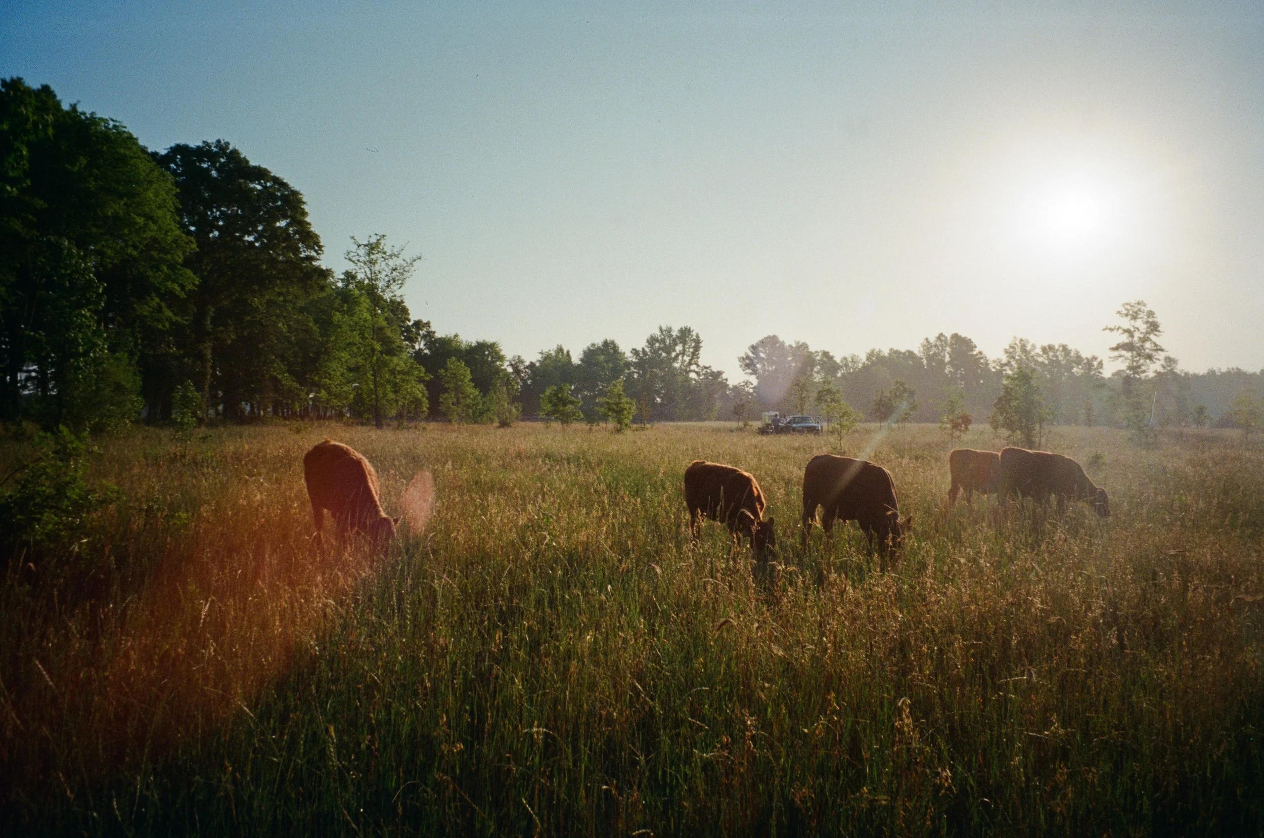 A rural landscape with grazing cows in a grassy field, trees on the left, and a vehicle in the distance under a bright sky.