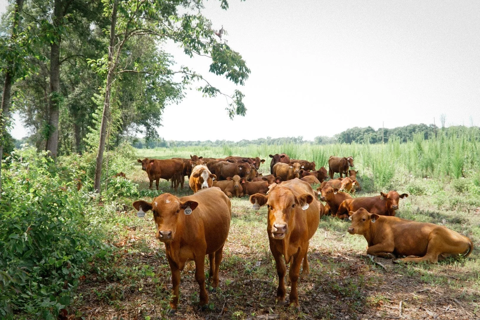 A herd of cows resting and grazing in a rural field with trees on the left and a grassy landscape extending into the distance on the right.