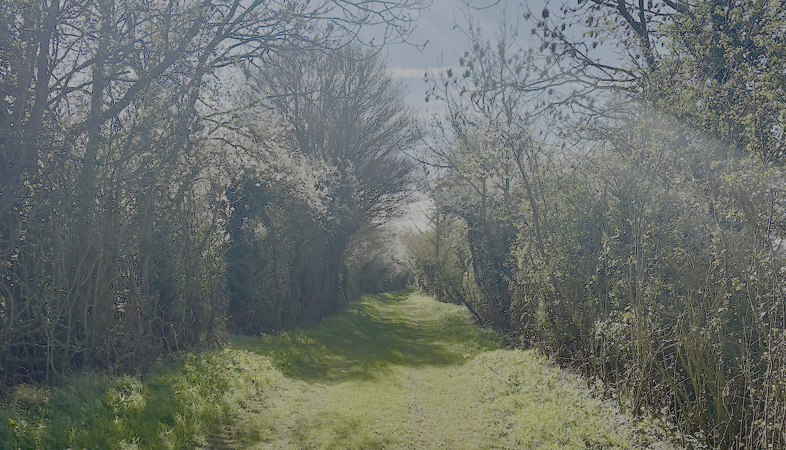 A bridleway in Suffolk with blackthorn in flower