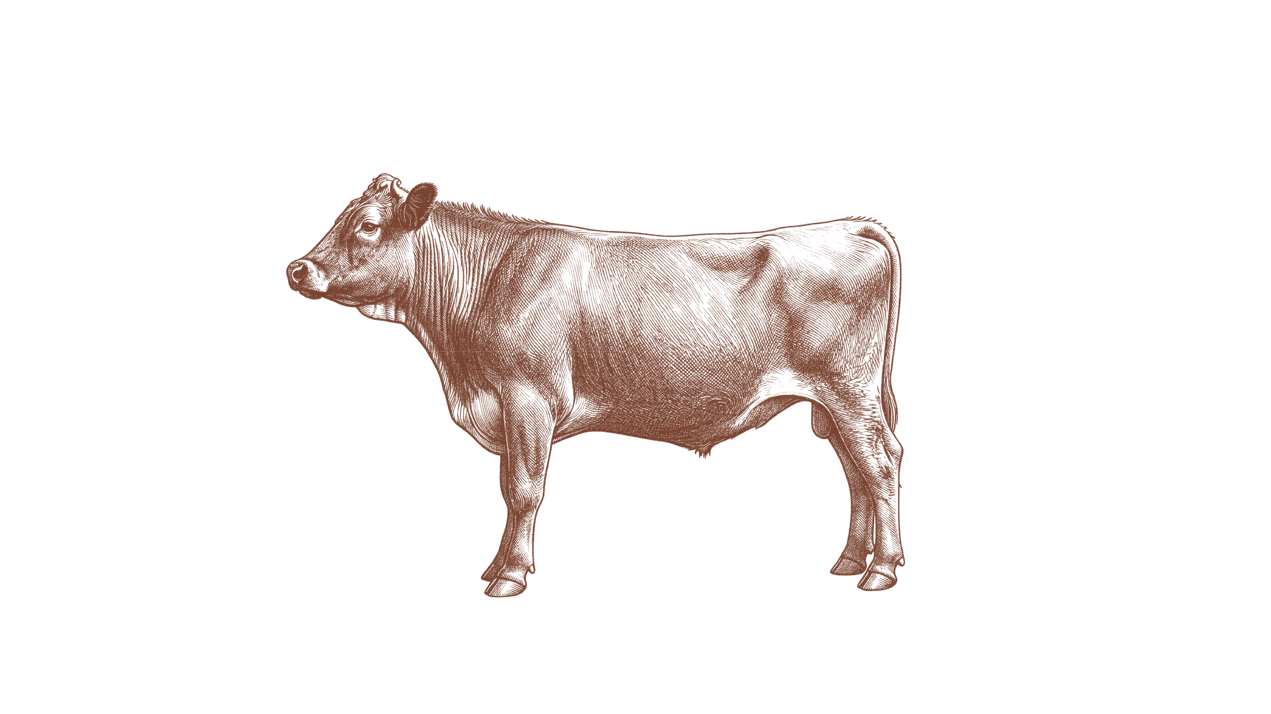 USHIO Wagyu Yakiniku Cow image