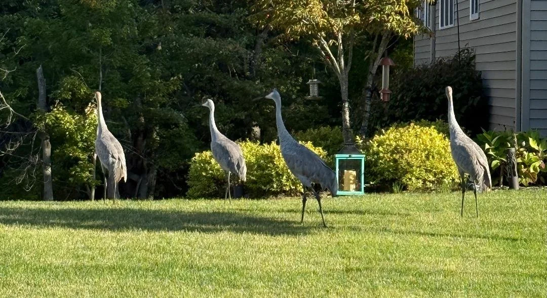 Four large decorative heron statues are positioned outdoors on a lawn, facing different directions, with trees, bushes, a bird feeder, and a house in the background.