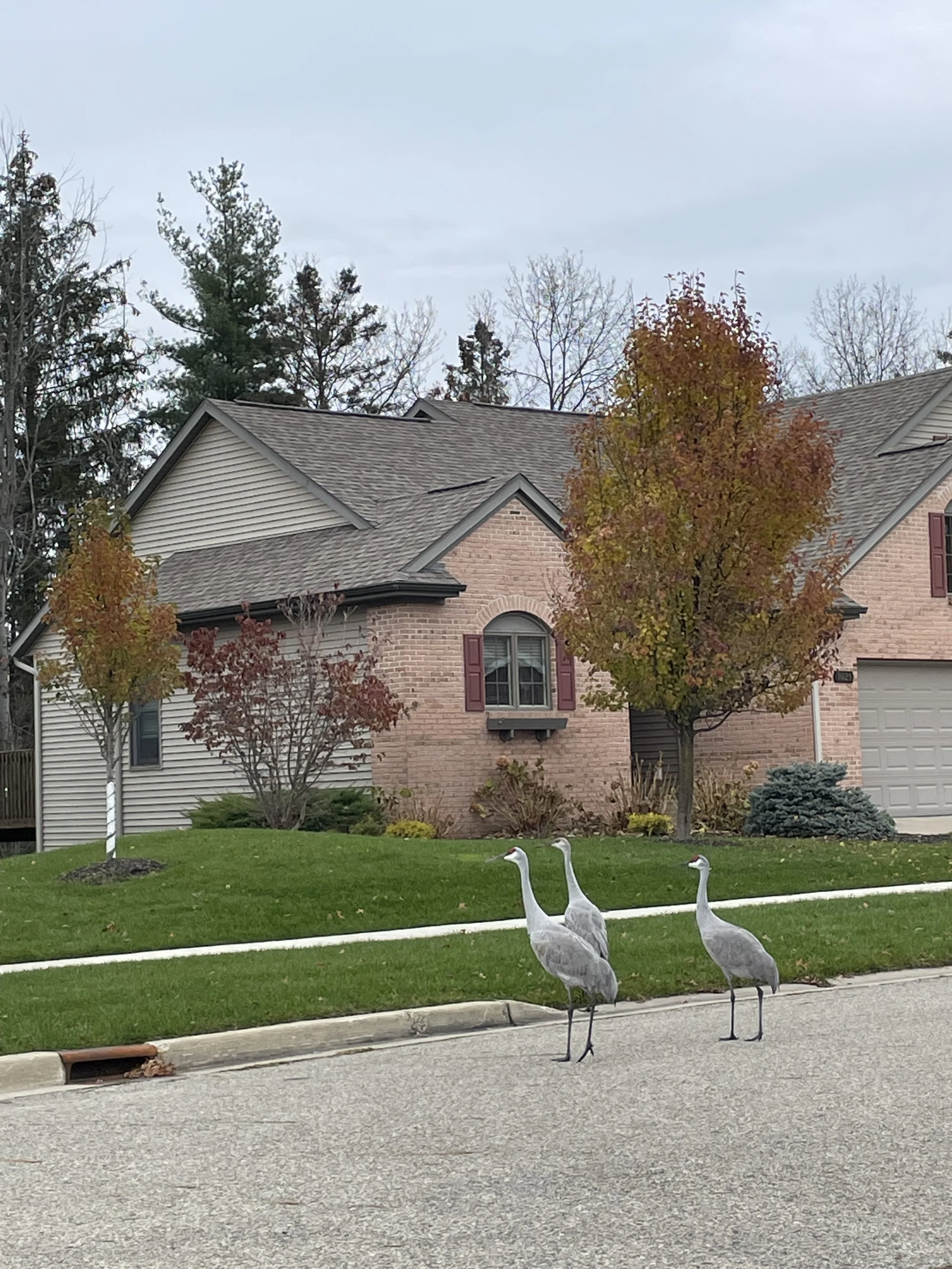 Three grey cranes standing on a residential street beside a curb, in front of a landscaped house with trees showing autumn foliage.