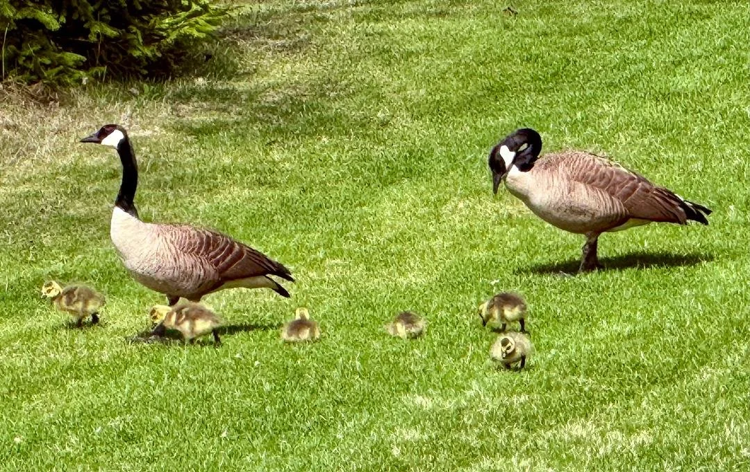A family of Canadian geese, including two adult geese and several goslings, walking on green grass.