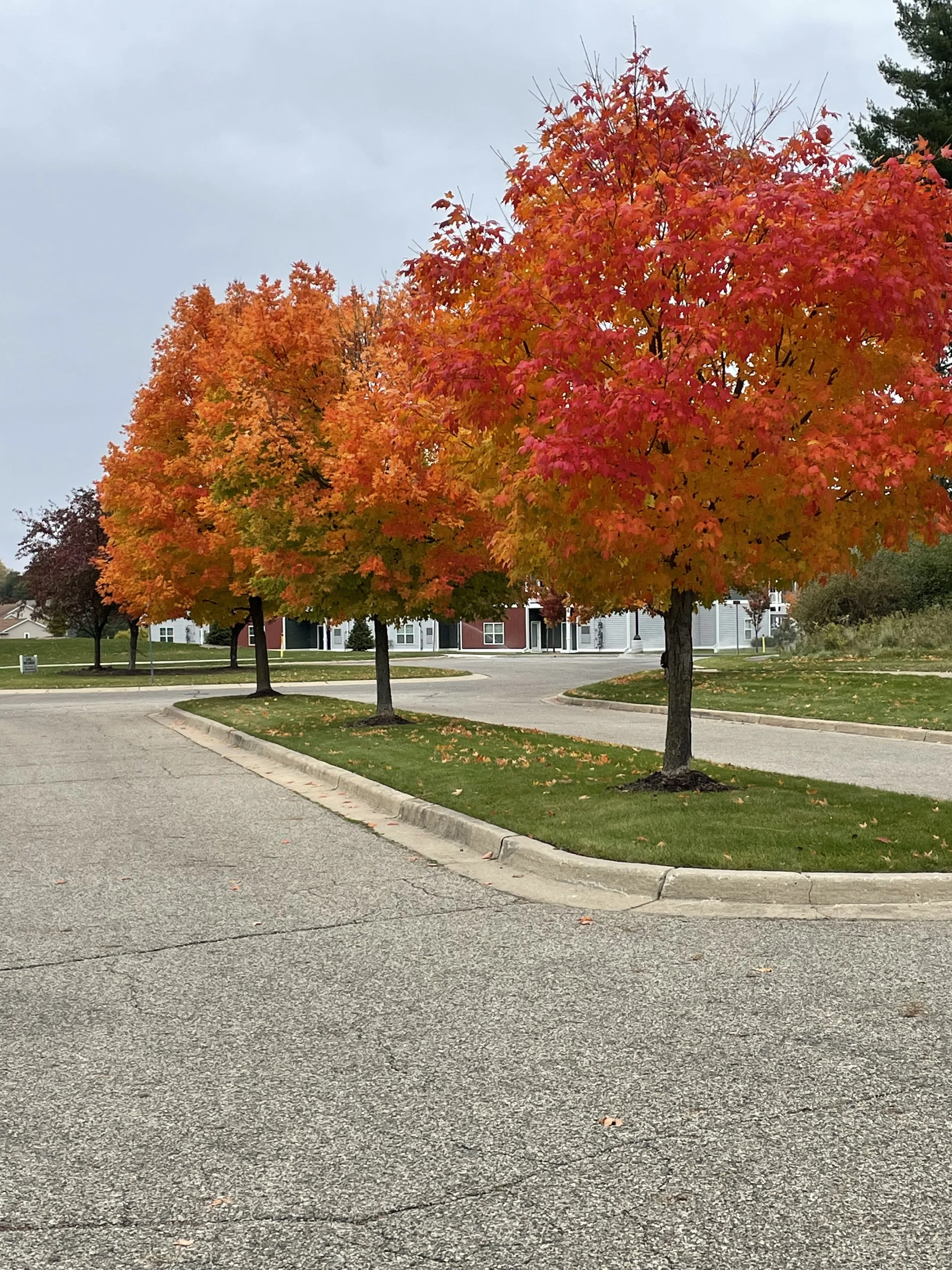 Three trees with colorful orange and red fall foliage are planted on a grassy median in a parking lot, with houses and overcast sky in the background.