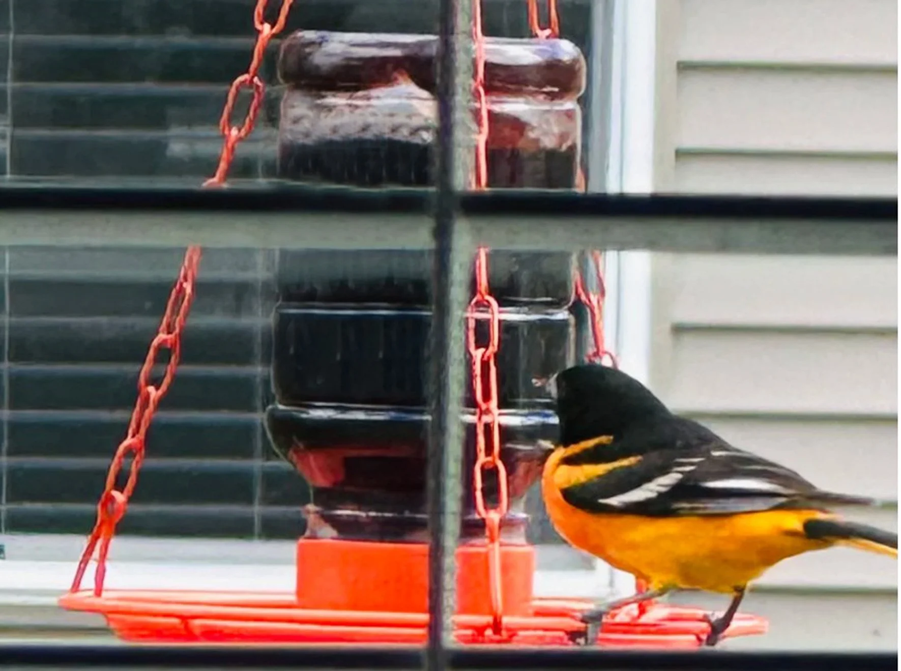 A yellow and black bird on a red bird feeder with a black seed container, outside near a house with gray siding.