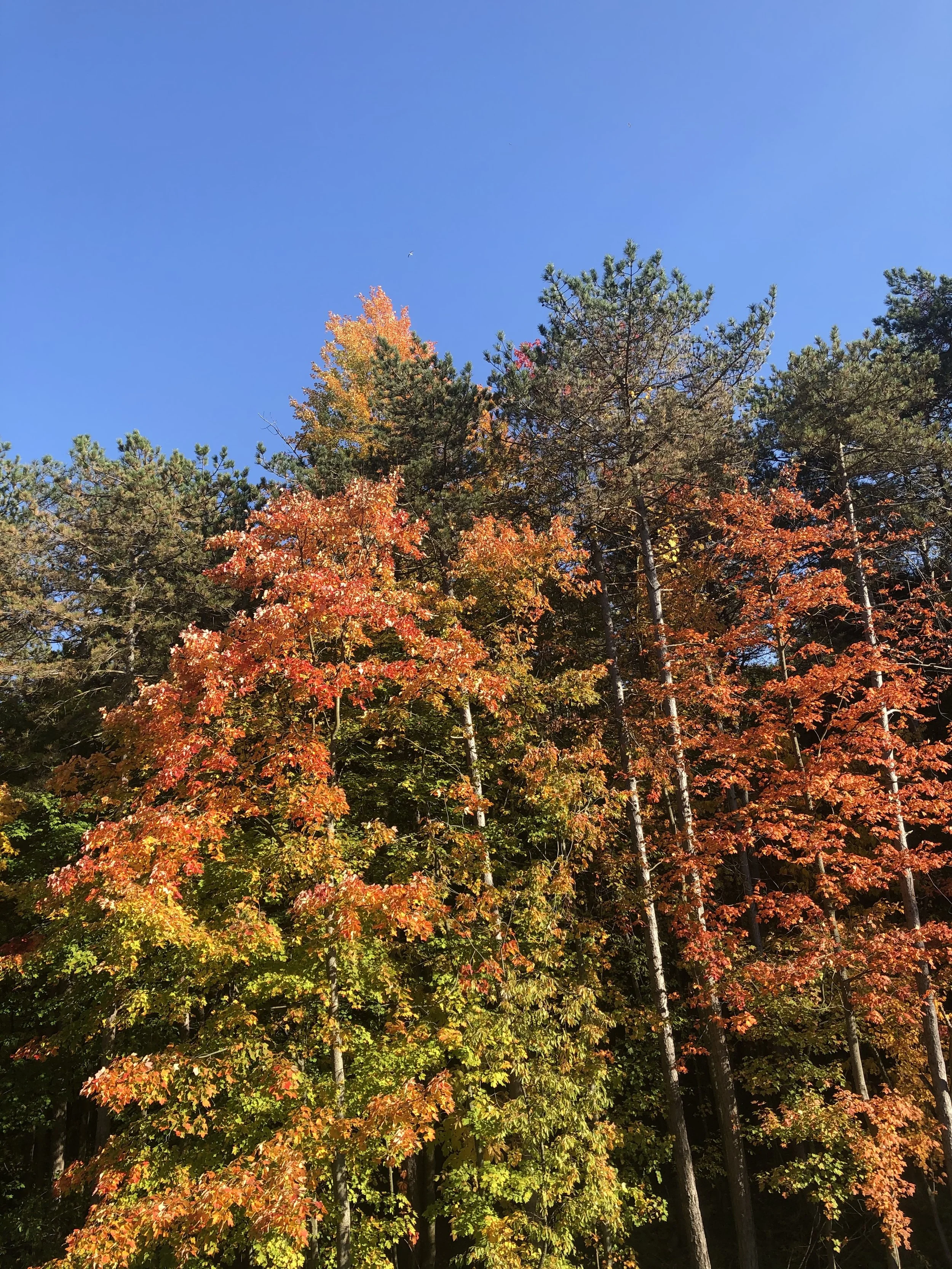 Autumn trees with orange, red, and yellow leaves under a clear blue sky.