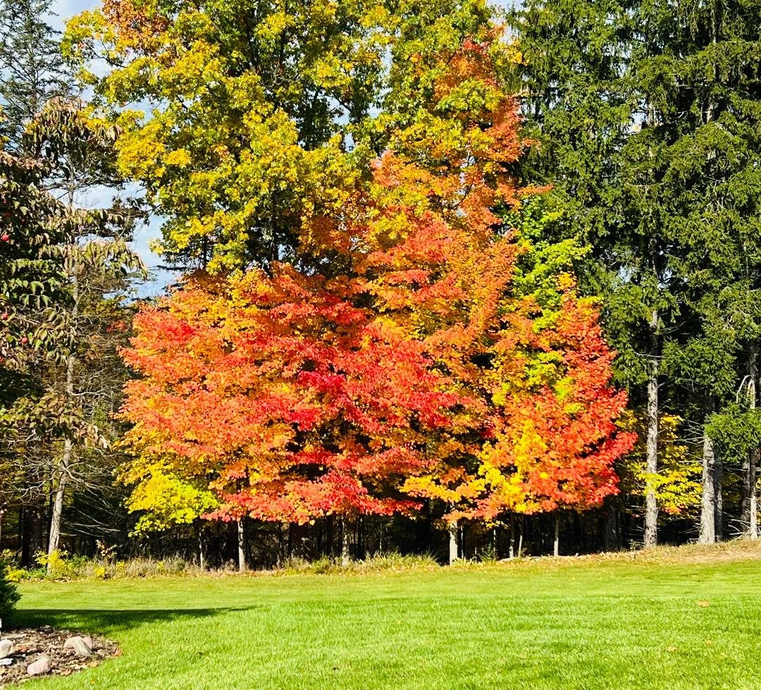 A large tree with vibrant red, orange, and yellow leaves in an open grassy area, surrounded by other green trees under a clear sky.