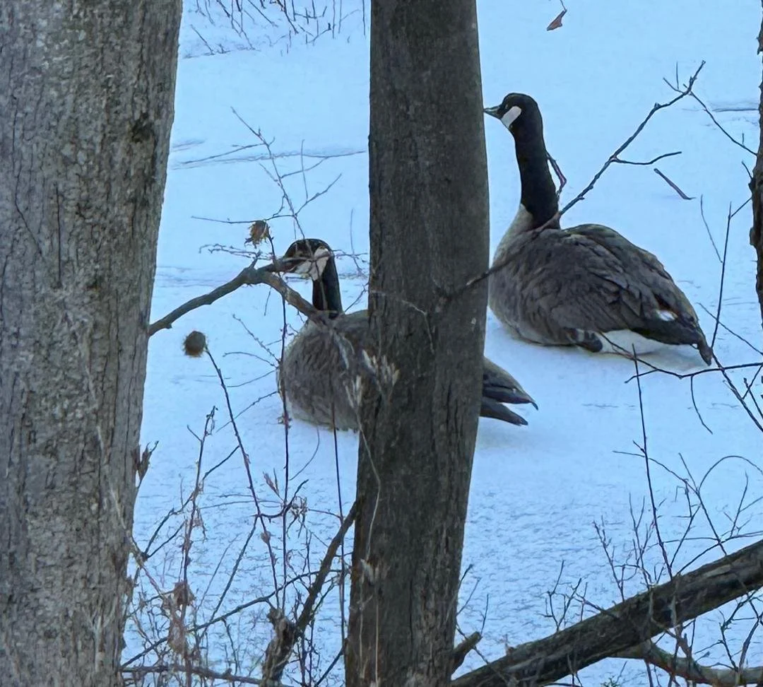 Two Canada geese resting on snow-covered ground between trees, some leaves on branches, winter scene.