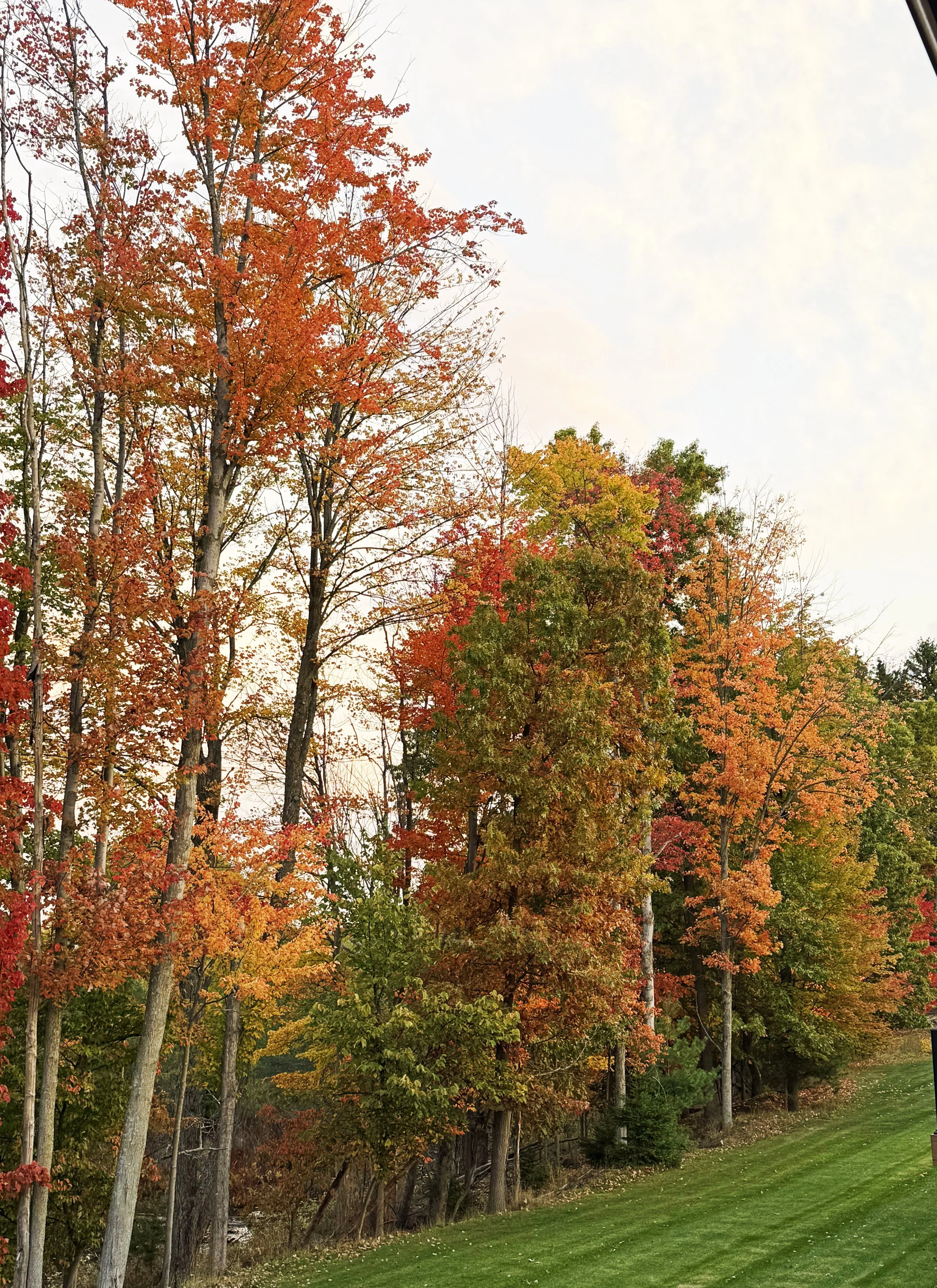 Colorful autumn trees with orange, red, yellow, and green leaves along a grassy slope.