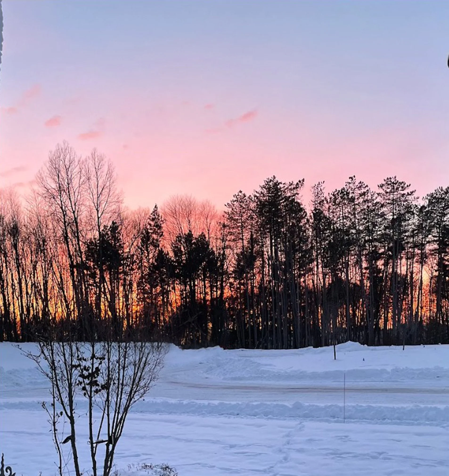 Snow-covered landscape with a small, leafless tree in the foreground and a line of tall trees in the background against a colorful sunset sky with pink and purple hues.