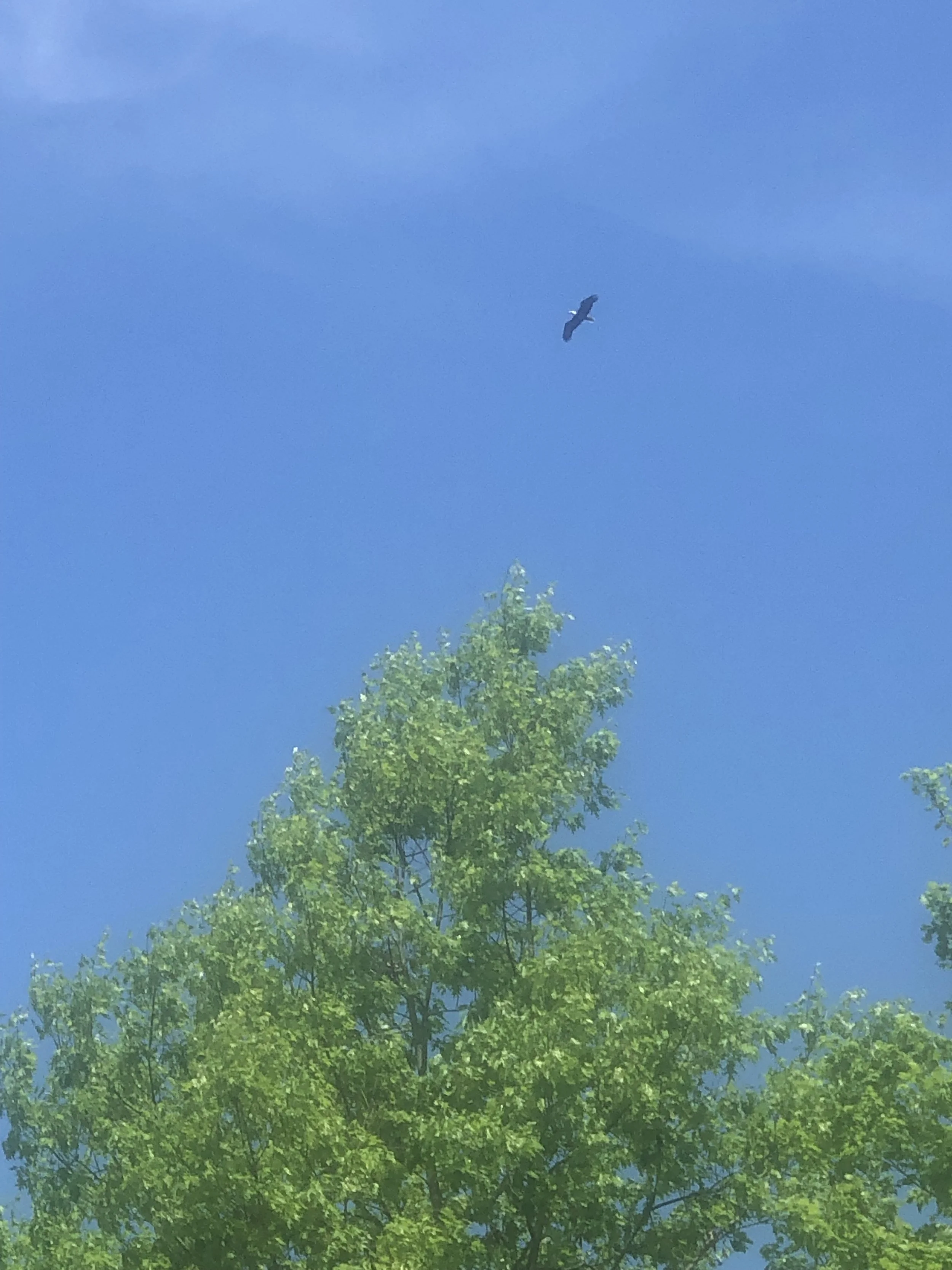 A bird flying in a clear blue sky above green tree.