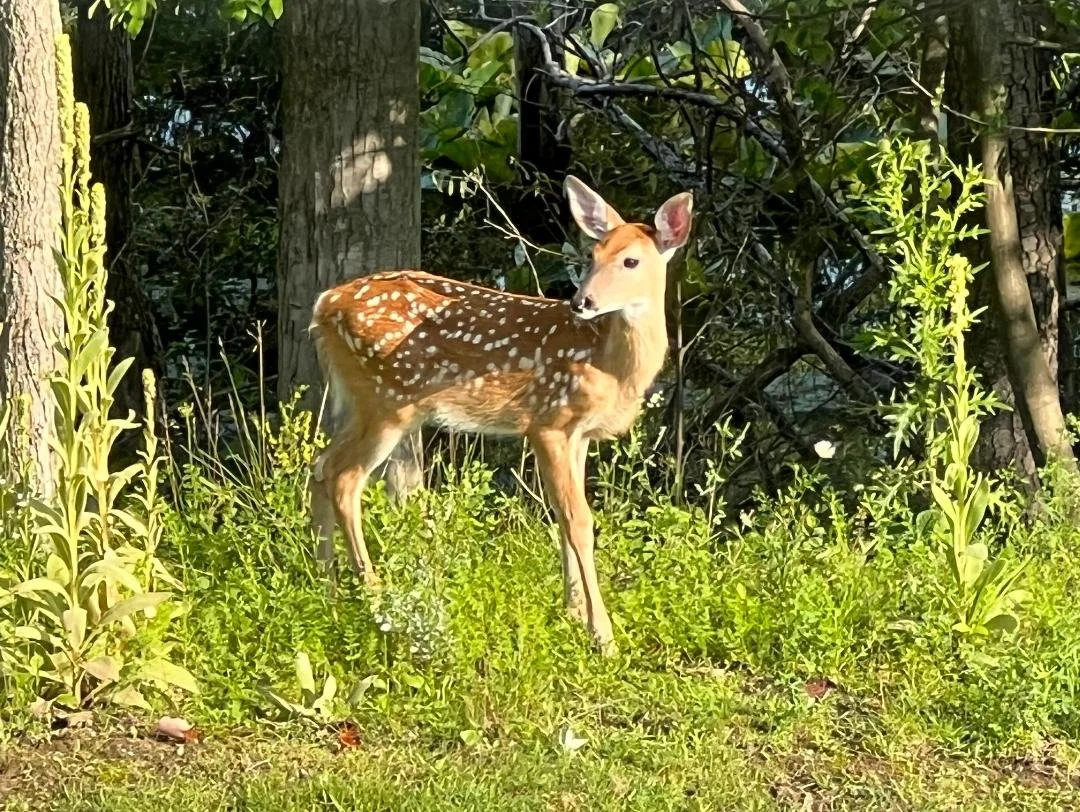 A young white-tailed deer standing in a grassy area surrounded by green plants and trees in a wooded area.
