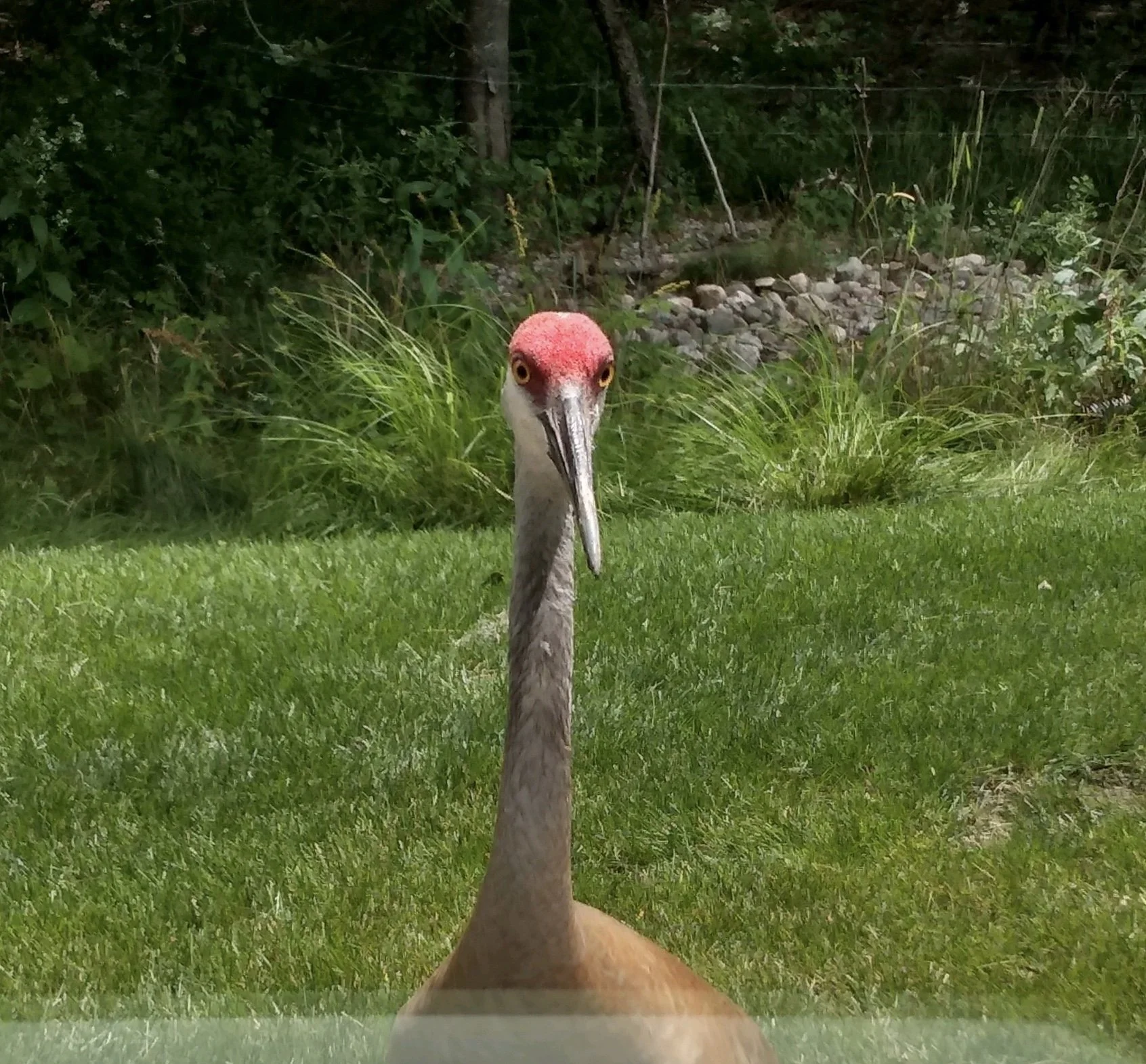 A close-up of a sandhill crane bird standing on a grassy lawn with a background of trees and rocks.